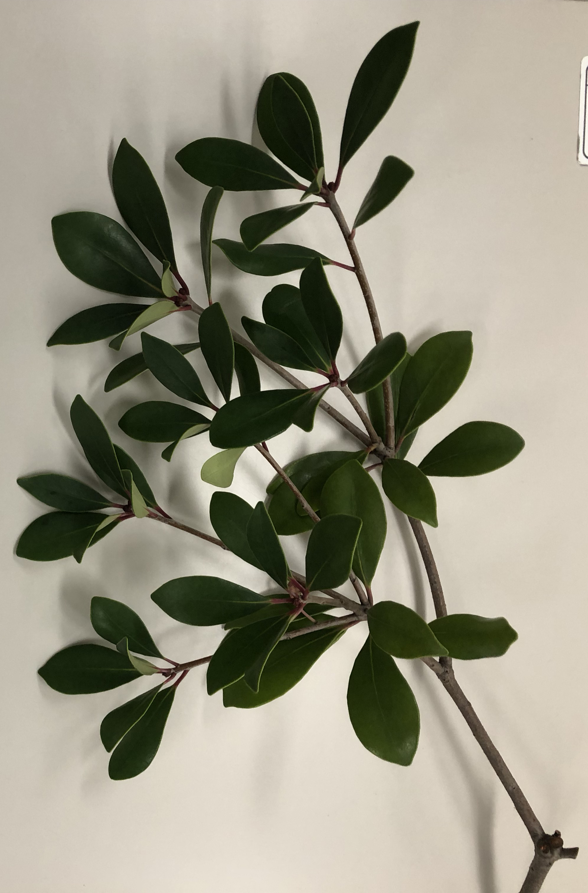 モッコク - Ternstroemia gymnanthera