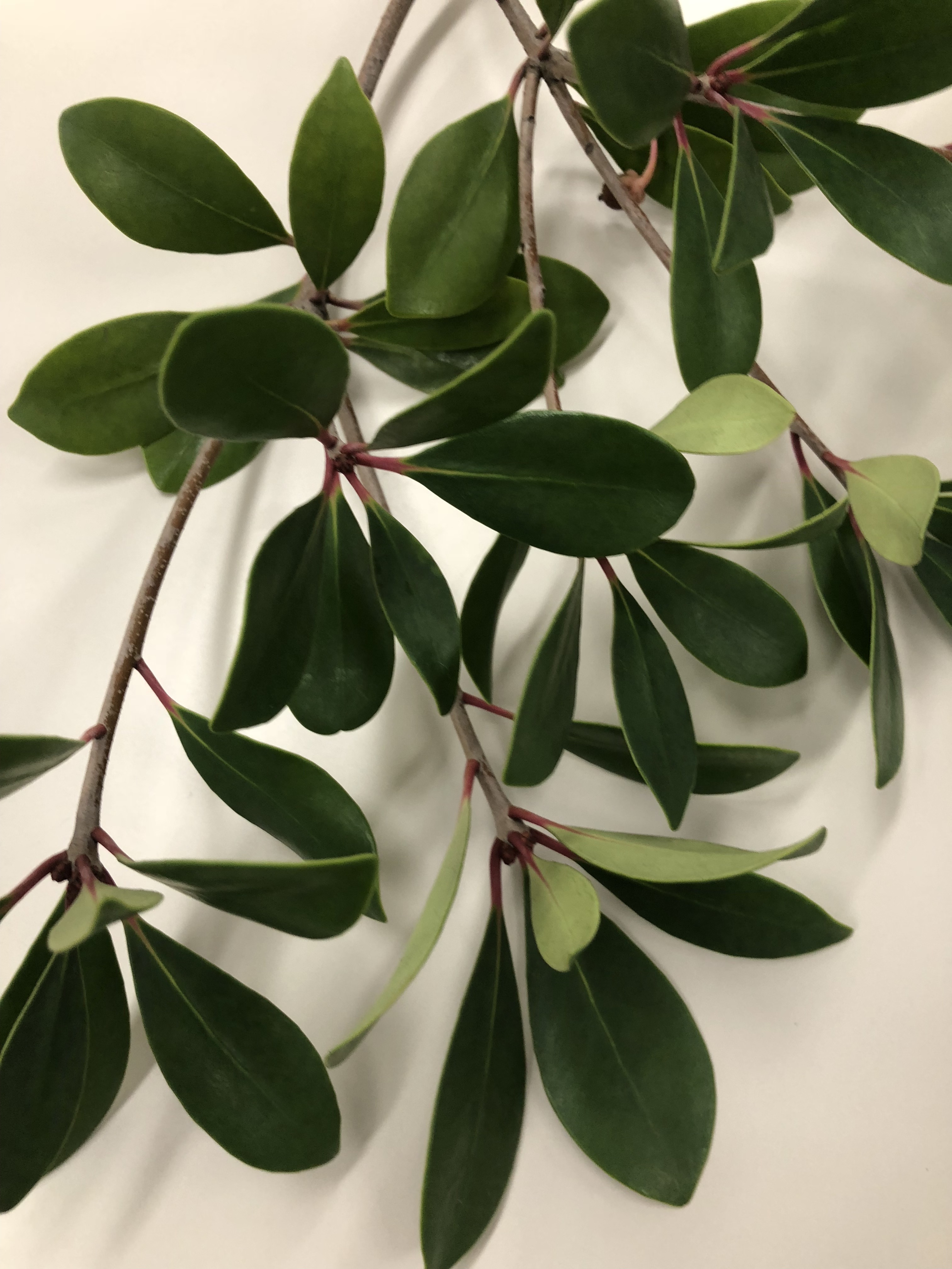 モッコク - Ternstroemia gymnanthera