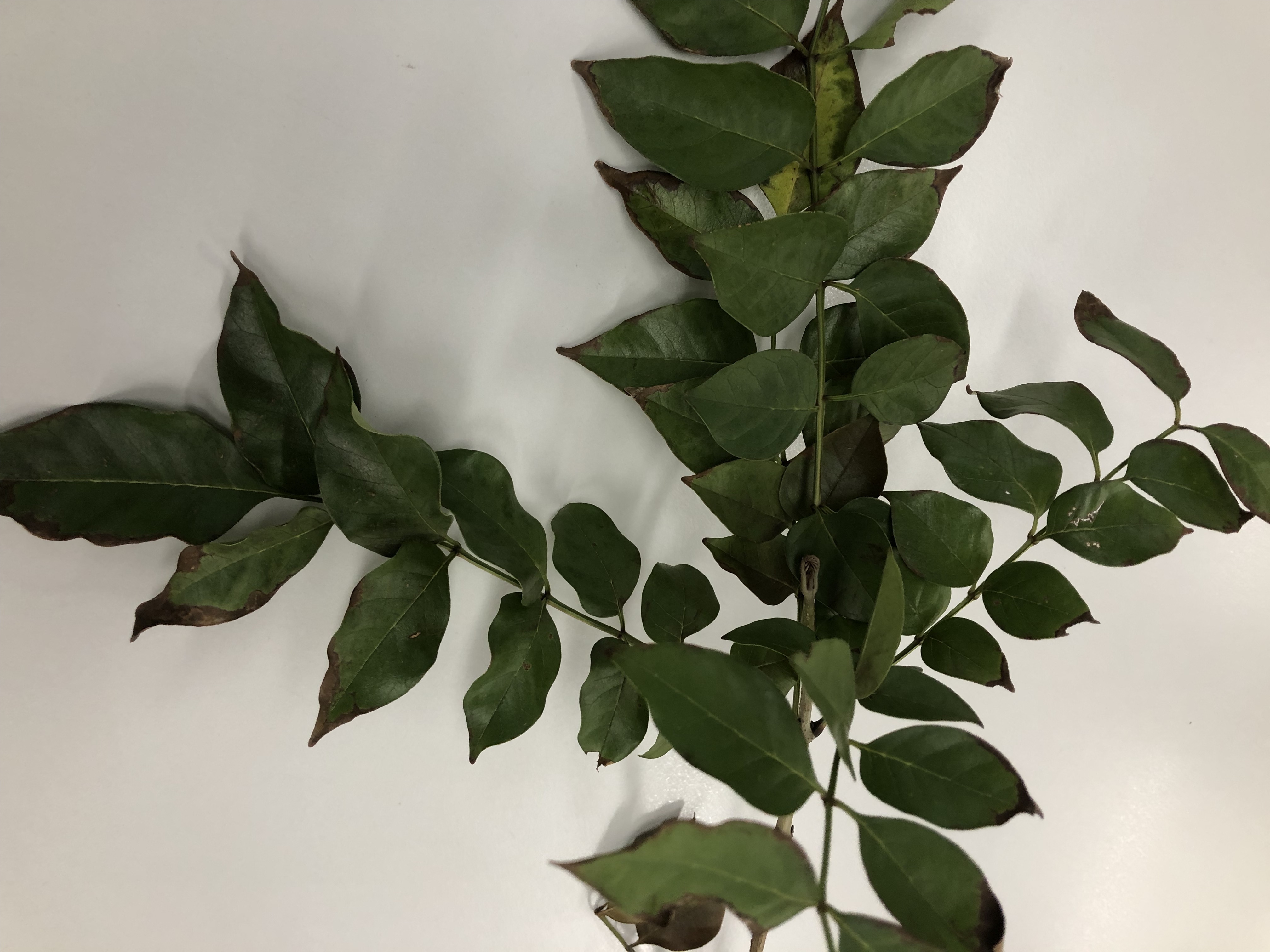 シマトネリコ - Fraxinus griffithii