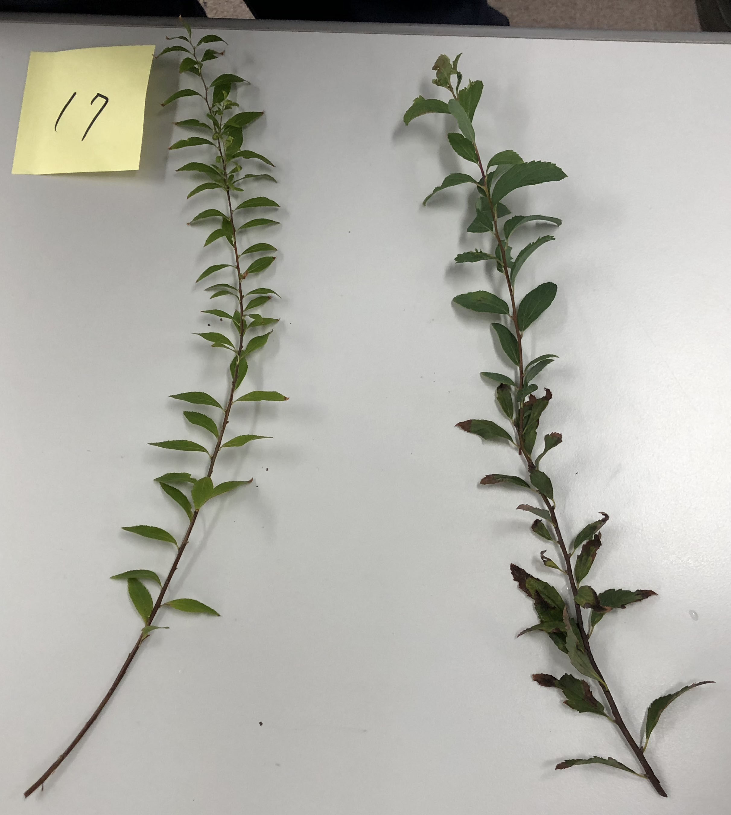 ユキヤナギ - Spiraea thunbergii