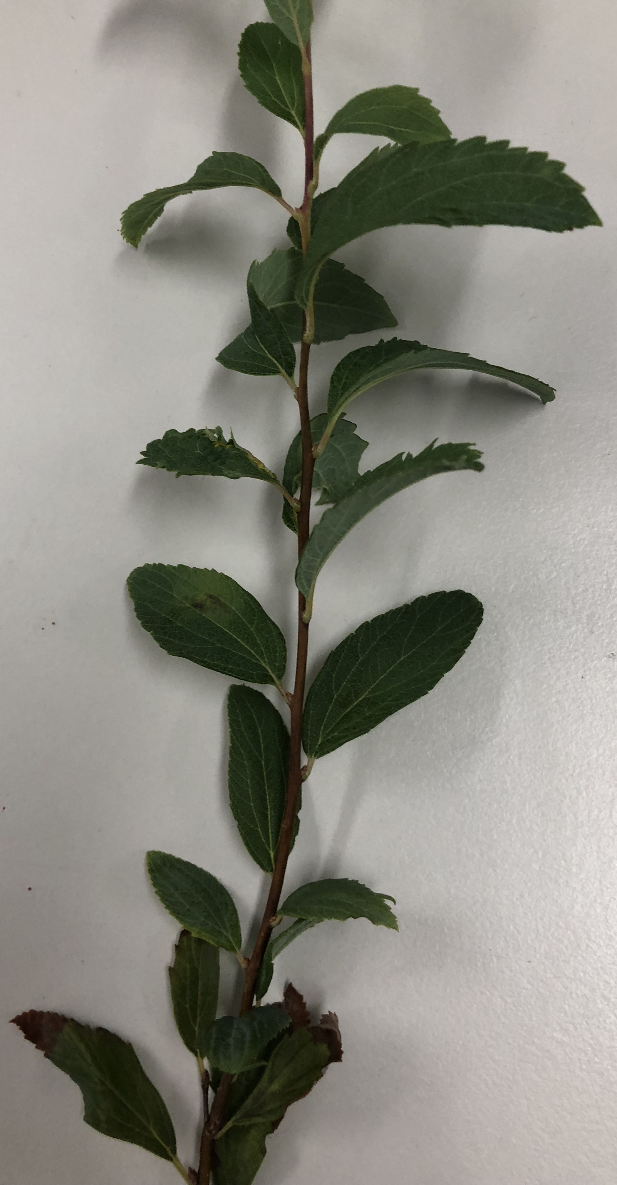 ユキヤナギ - Spiraea thunbergii