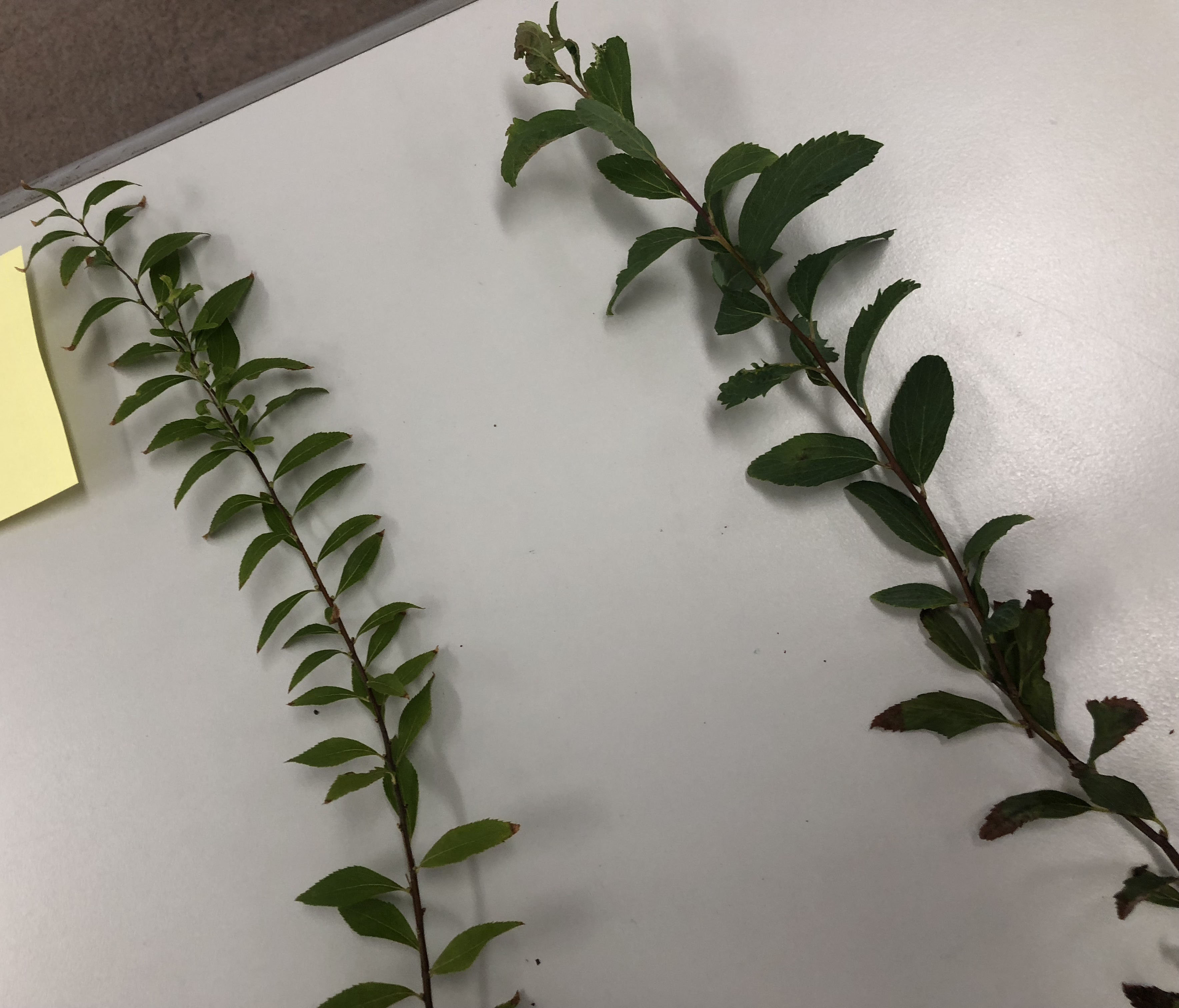 ユキヤナギ - Spiraea thunbergii