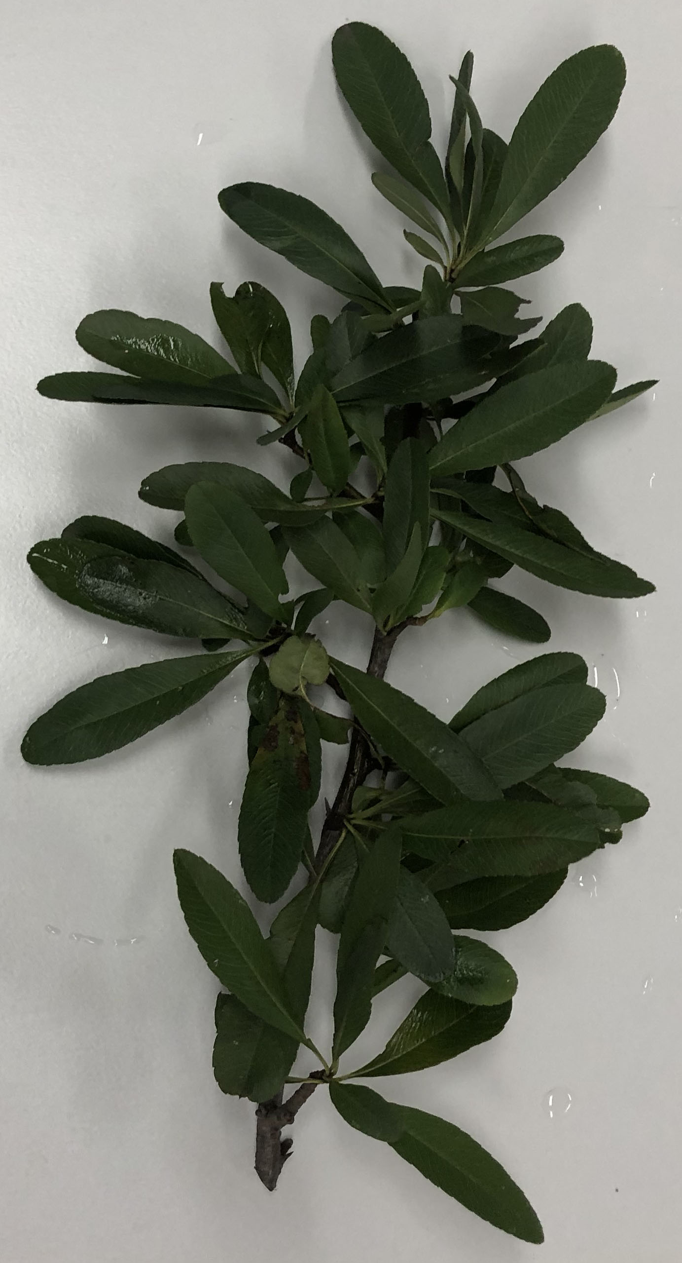 ピラカンサ - Pyracantha crenulata