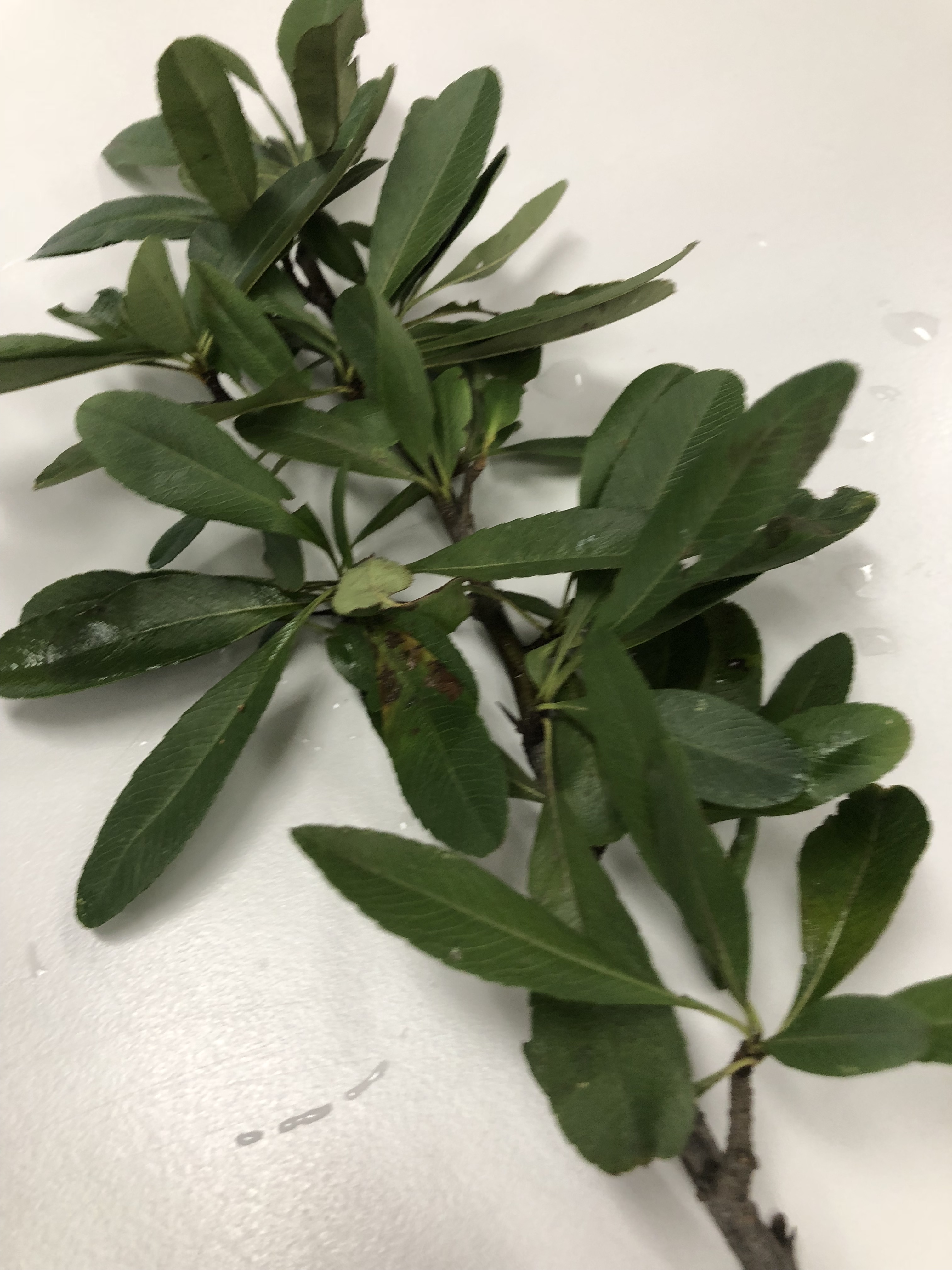 ピラカンサ - Pyracantha crenulata