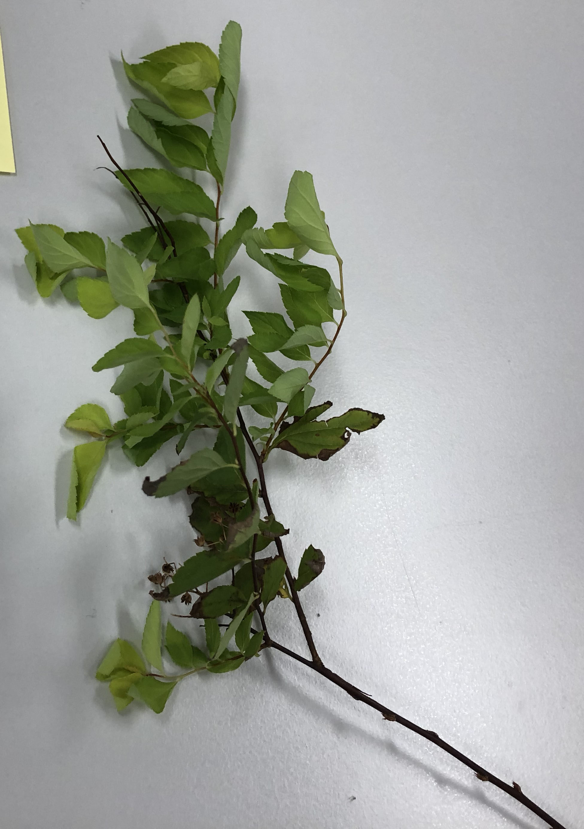 シモツケ - Spiraea japonica