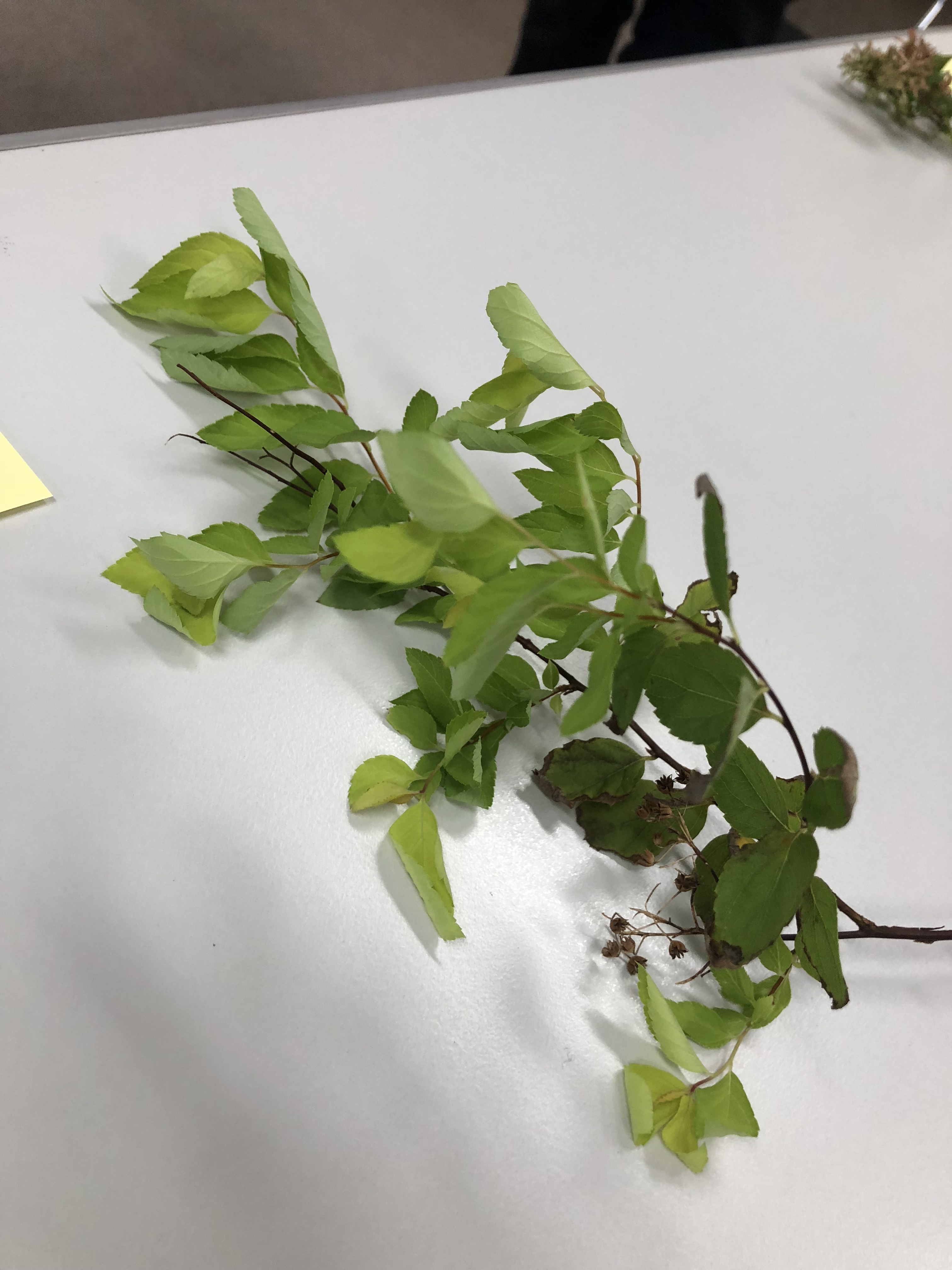 シモツケ - Spiraea japonica