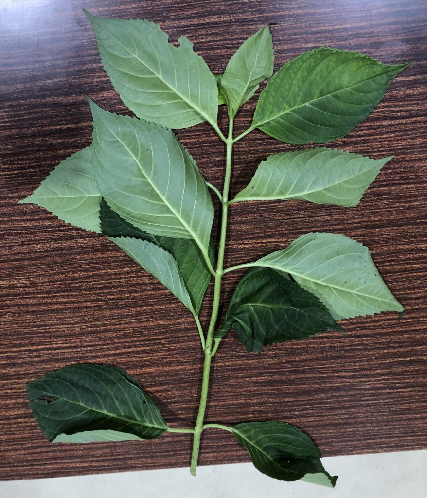 アジサイ - Hydrangea macrophylla