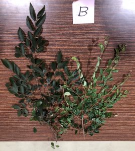 トキワマンサク - Loropetalum chinense