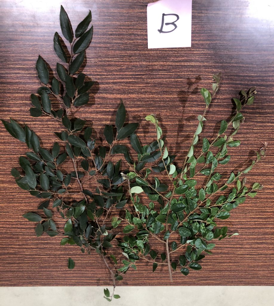 トキワマンサク - Loropetalum chinense