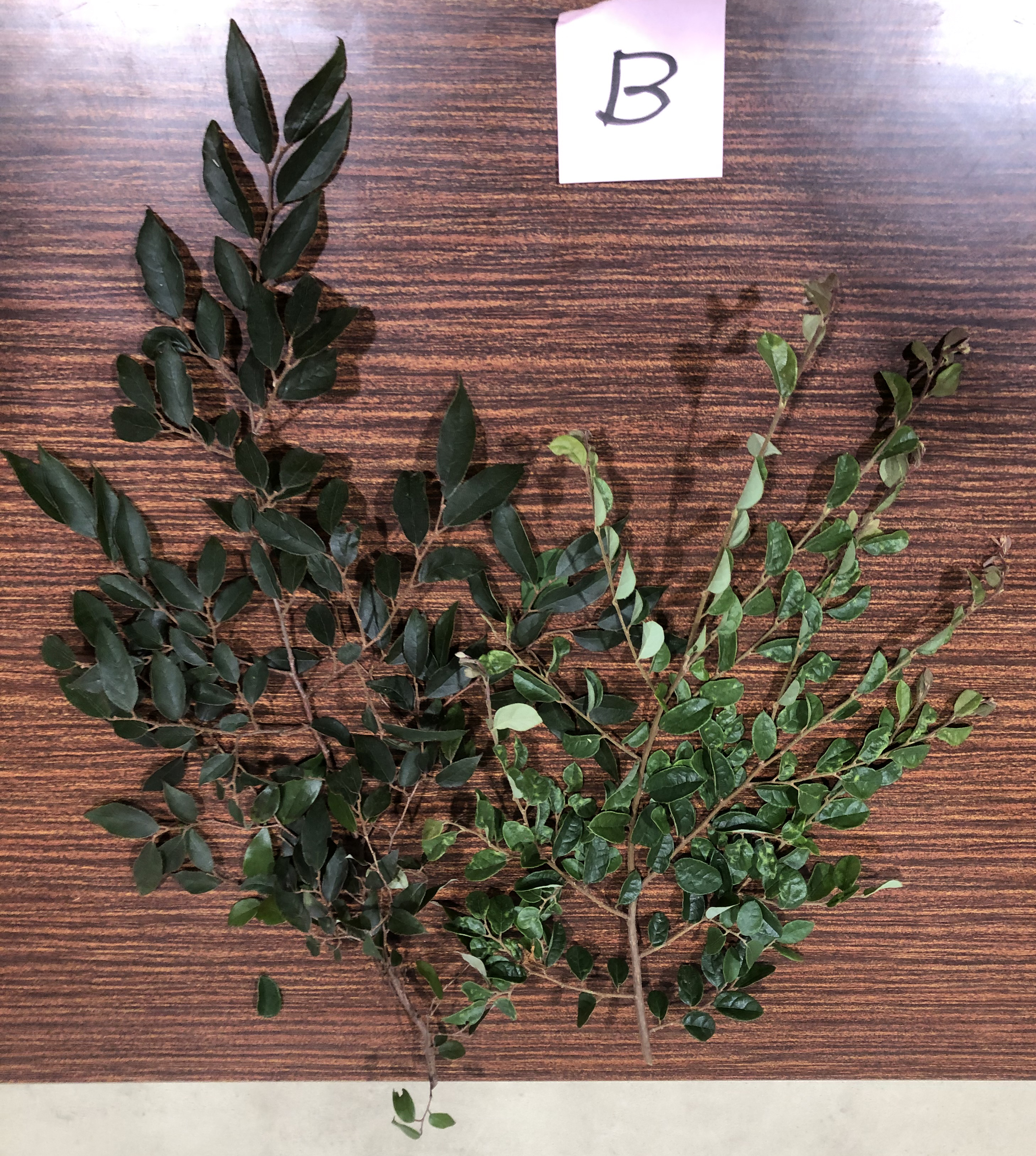 トキワマンサク - Loropetalum chinense