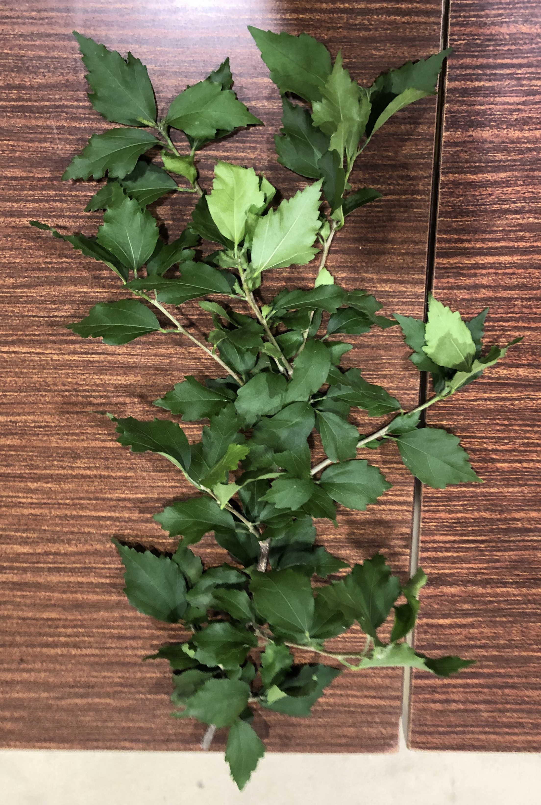 ムクゲ - Hibiscus syriacus