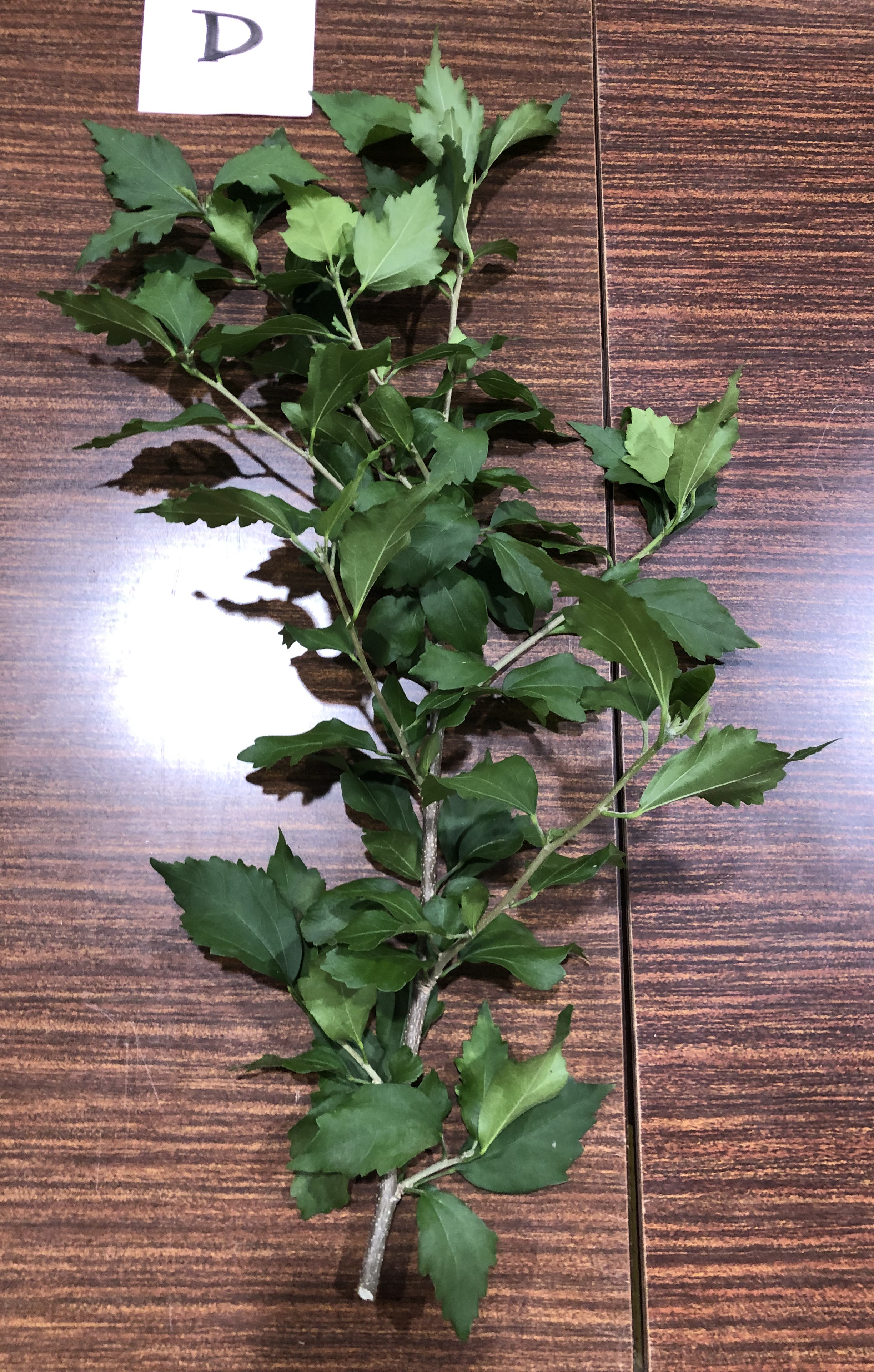 ムクゲ - Hibiscus syriacus