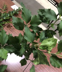 ムクゲ - Hibiscus syriacus