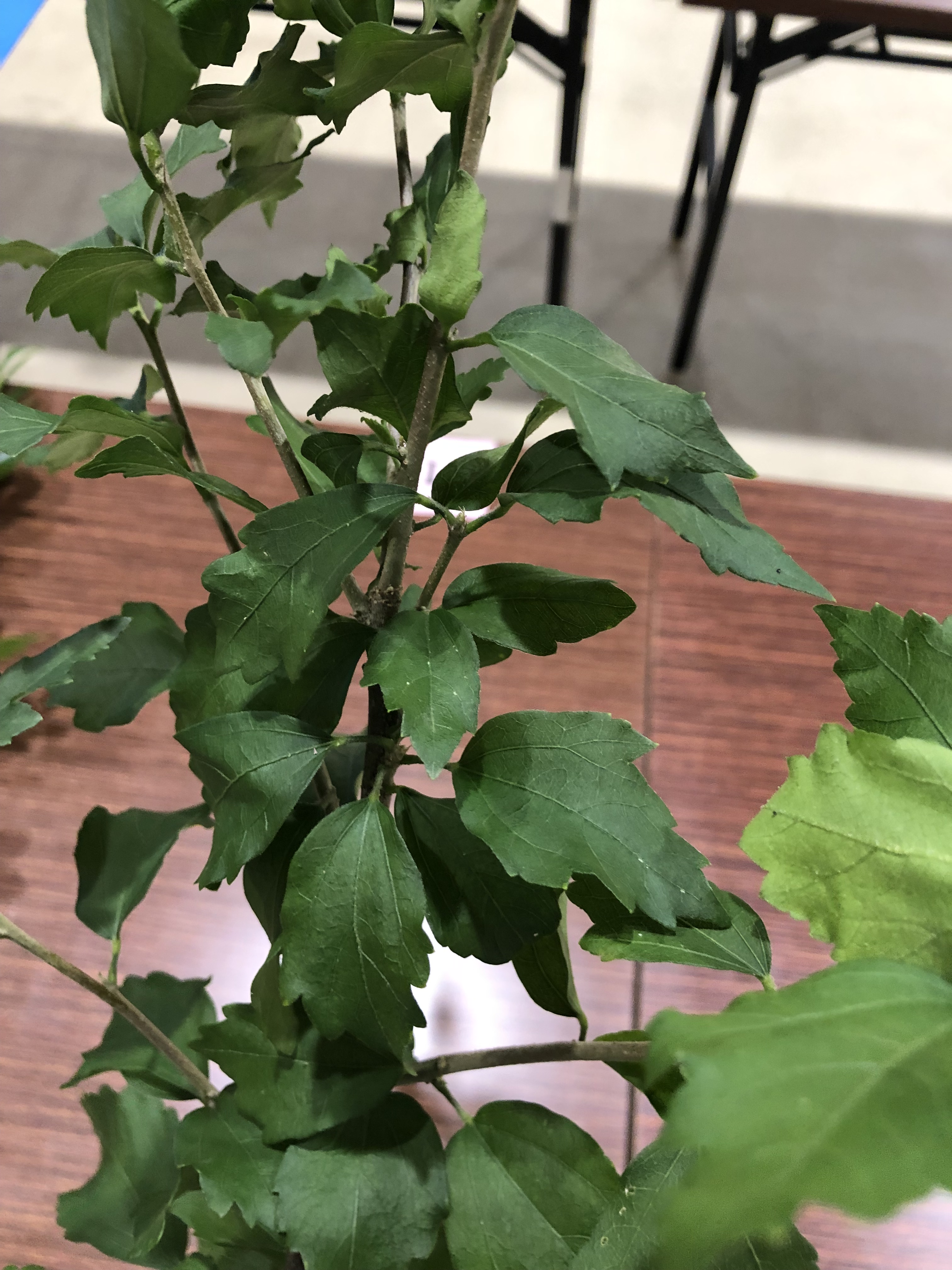 ムクゲ - Hibiscus syriacus