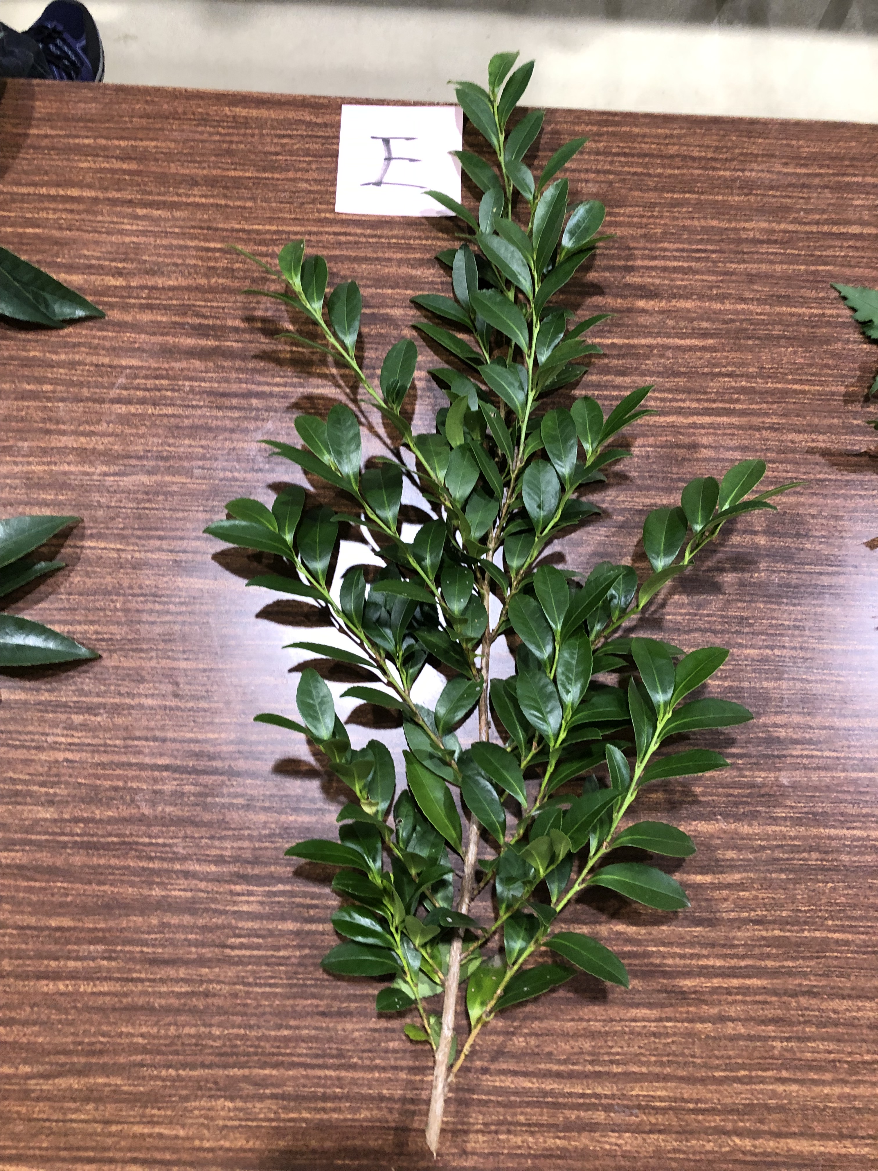 ヒサカキ - Eurya japonica