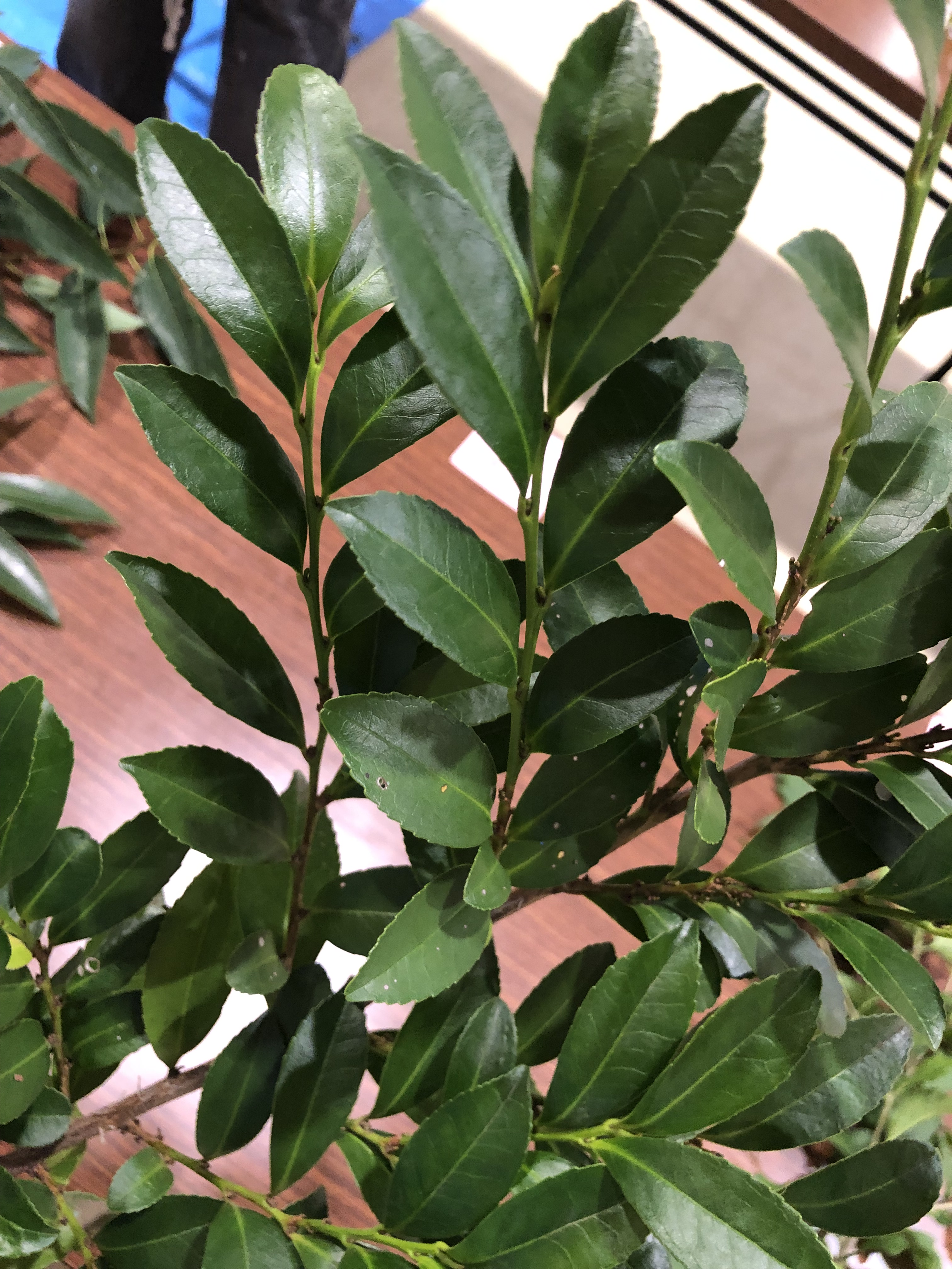 ヒサカキ - Eurya japonica