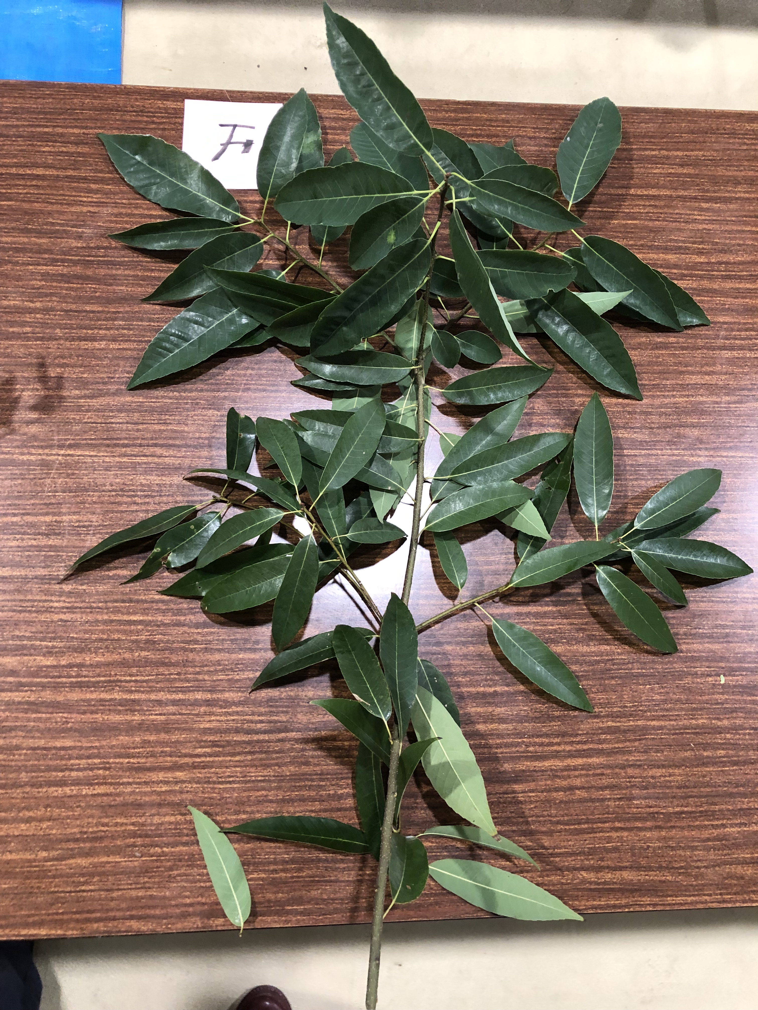 シラカシ - Quercus myrsinifolia