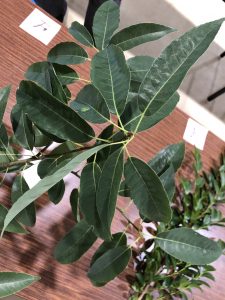 シラカシ - Quercus myrsinifolia