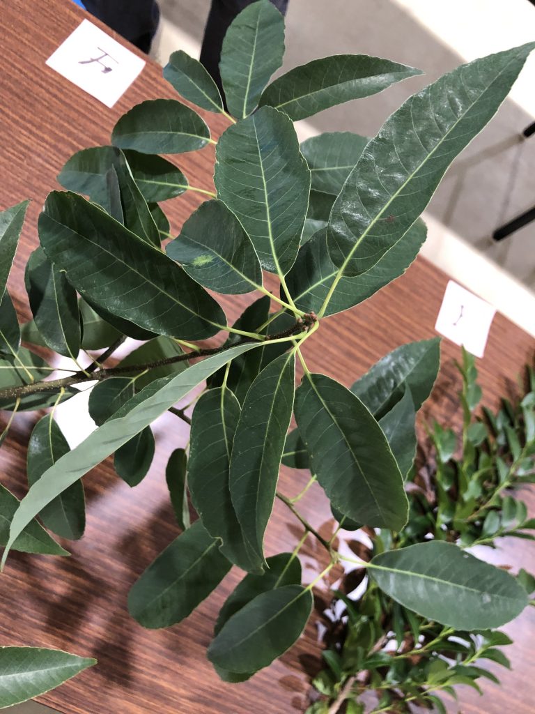 シラカシ - Quercus myrsinifolia