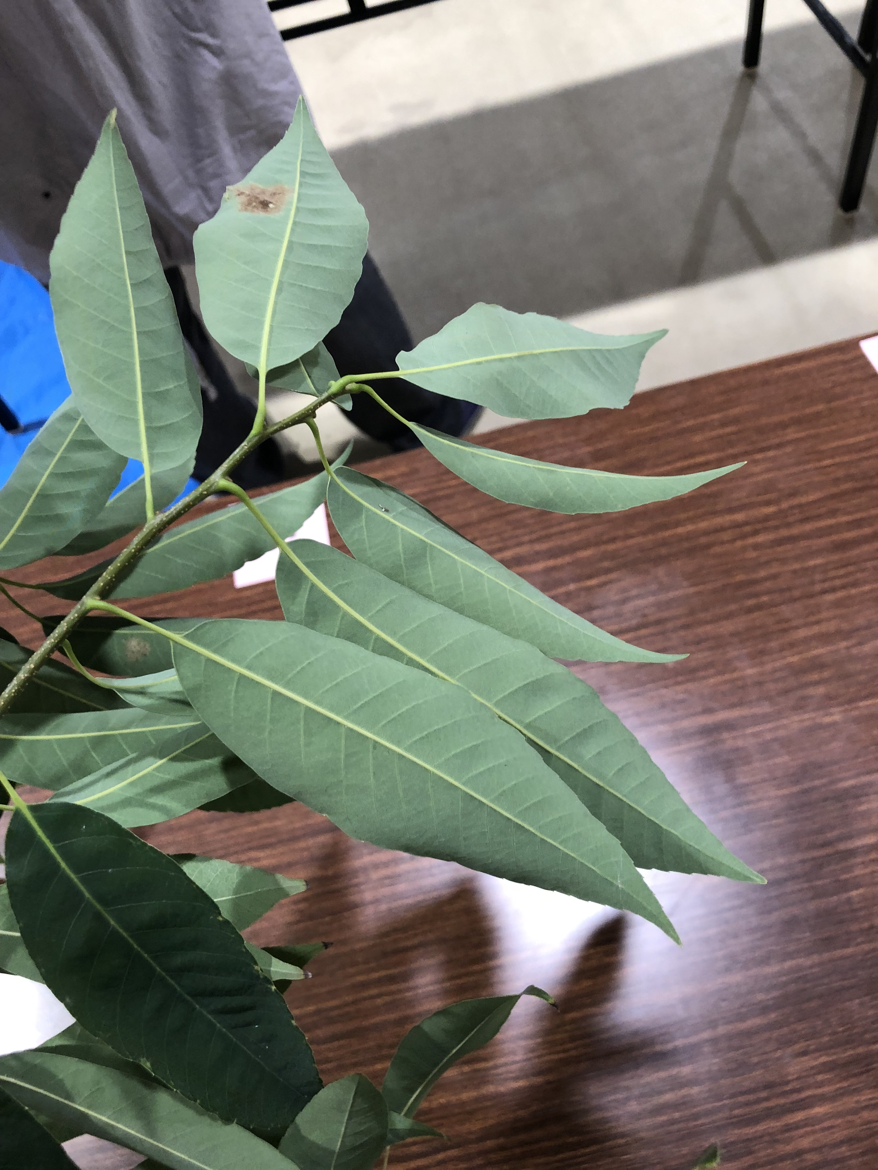 シラカシ - Quercus myrsinifolia