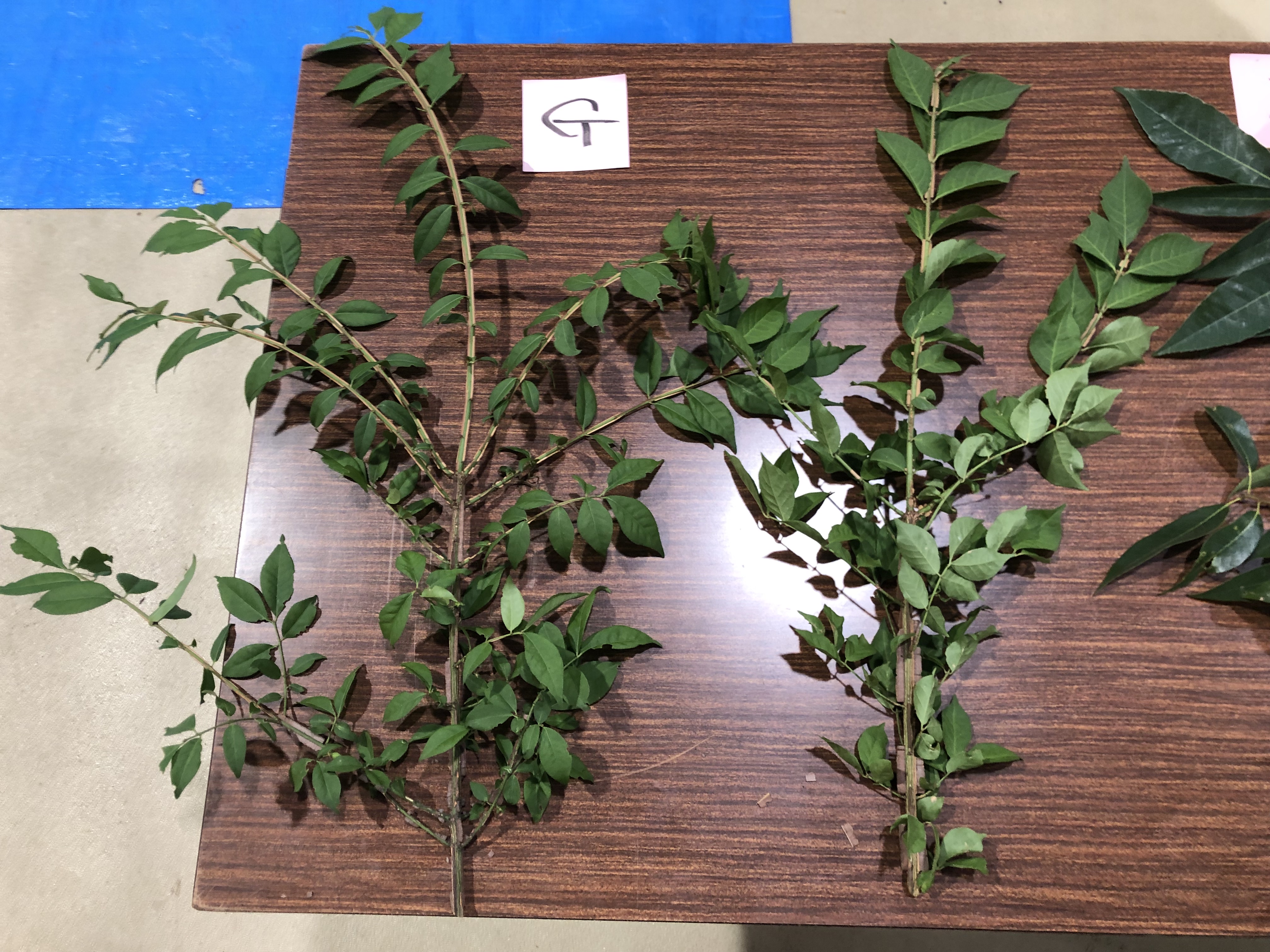 ニシキギ - Euonymus alatus