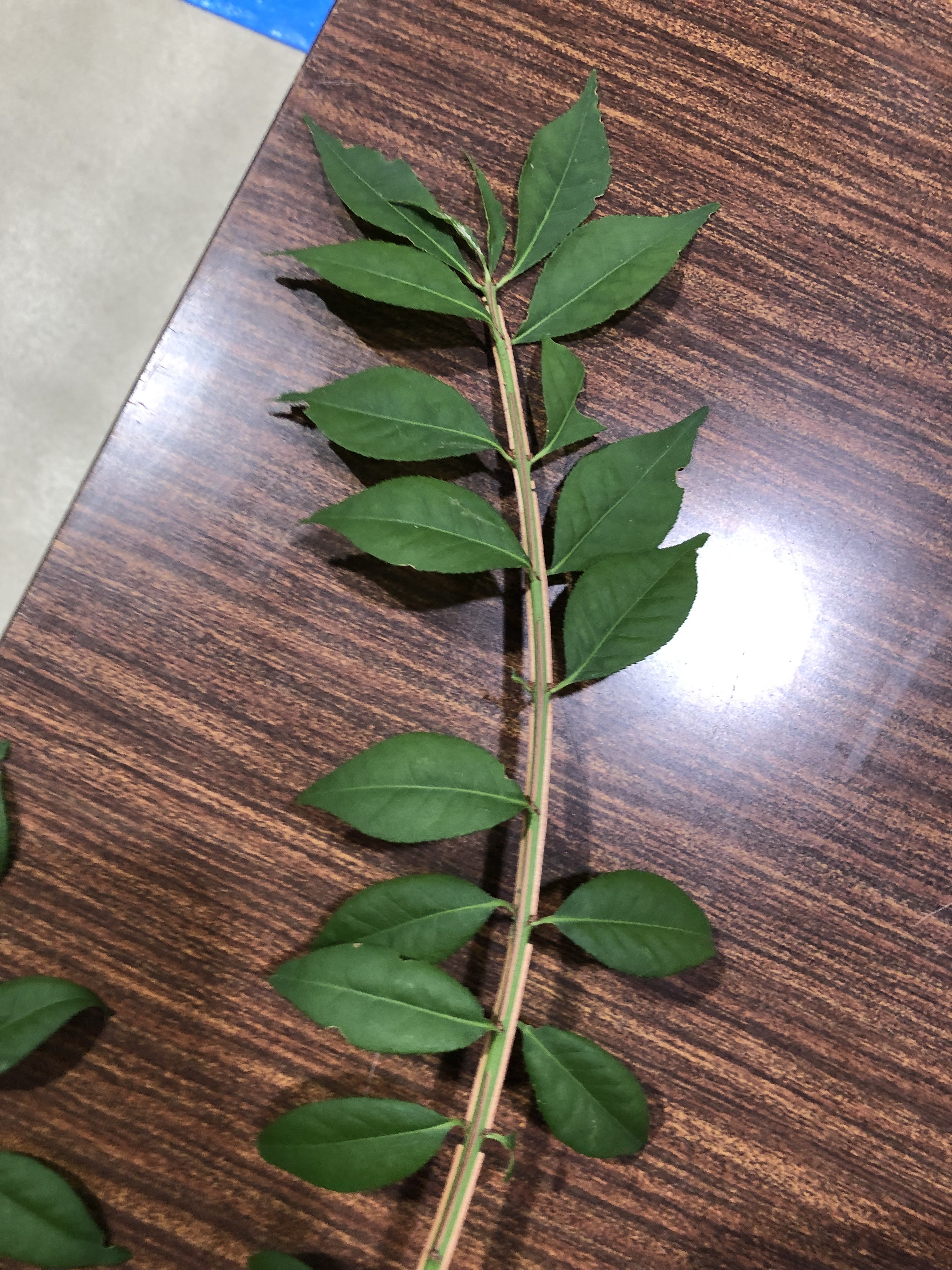 ニシキギ - Euonymus alatus