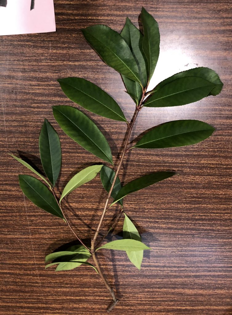 ベニカナメモチ - Photinia glabra