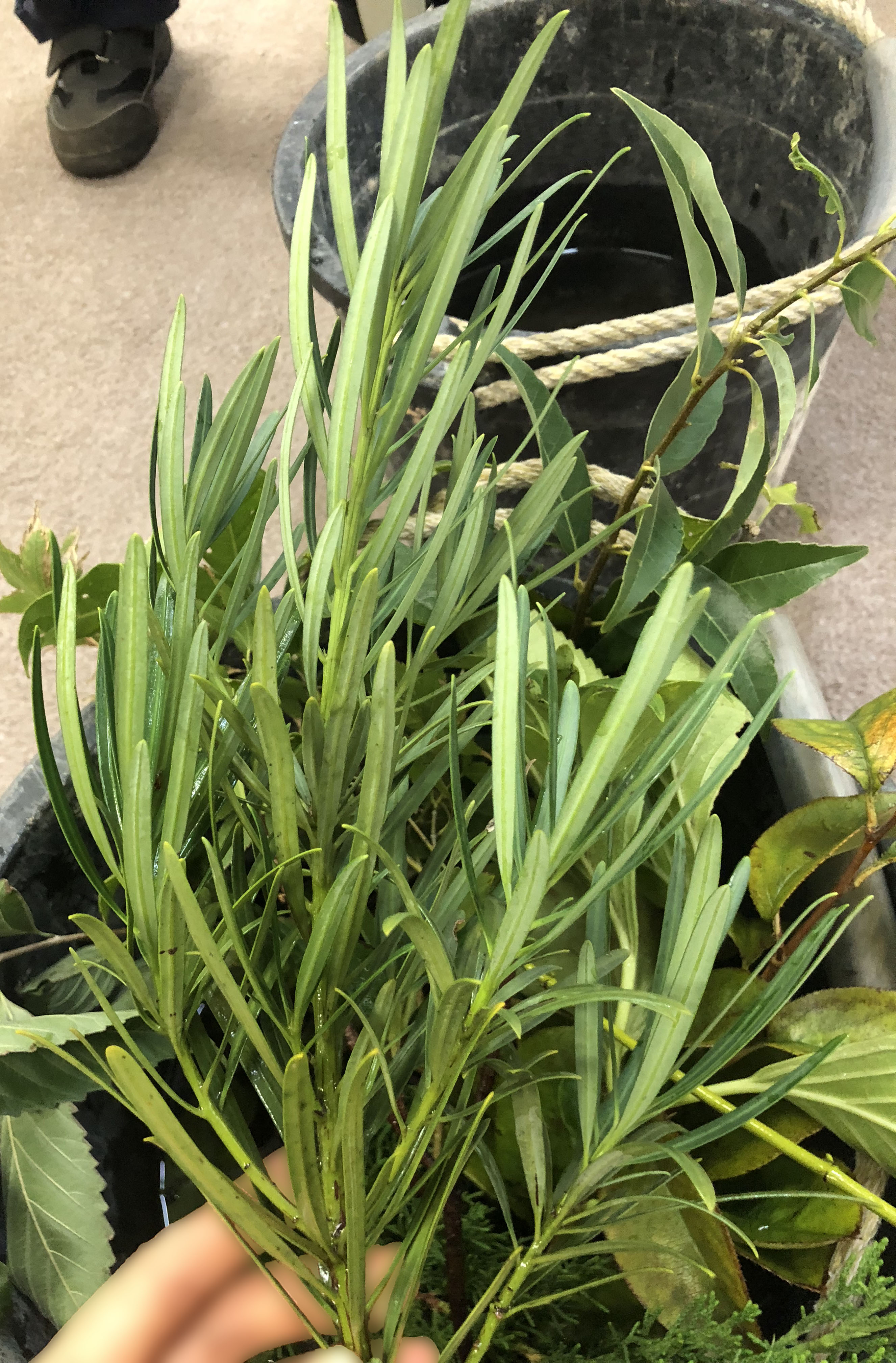 イヌマキ - Podocarpus macrophyllus