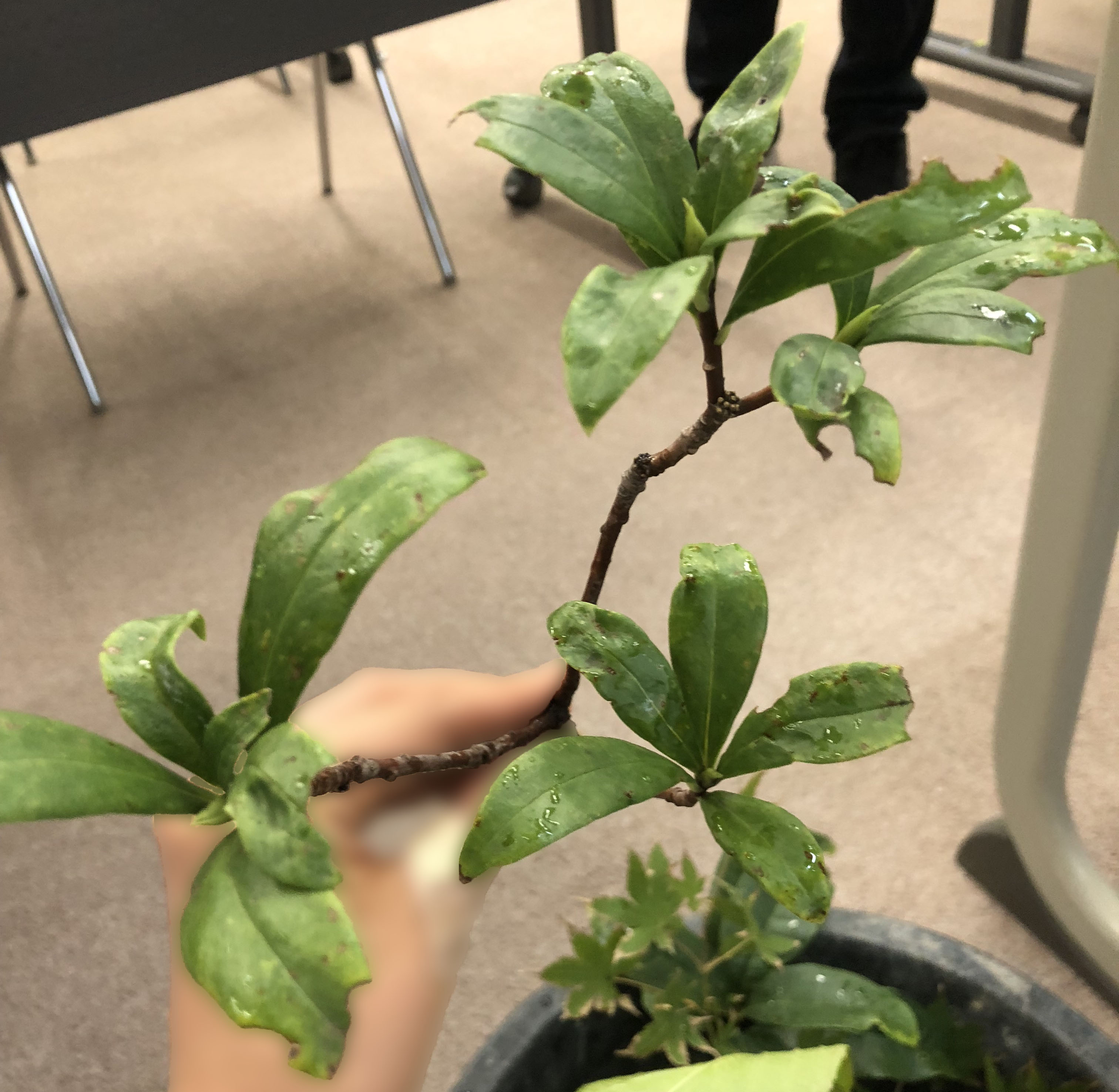 ジンチョウゲ - Daphne odora