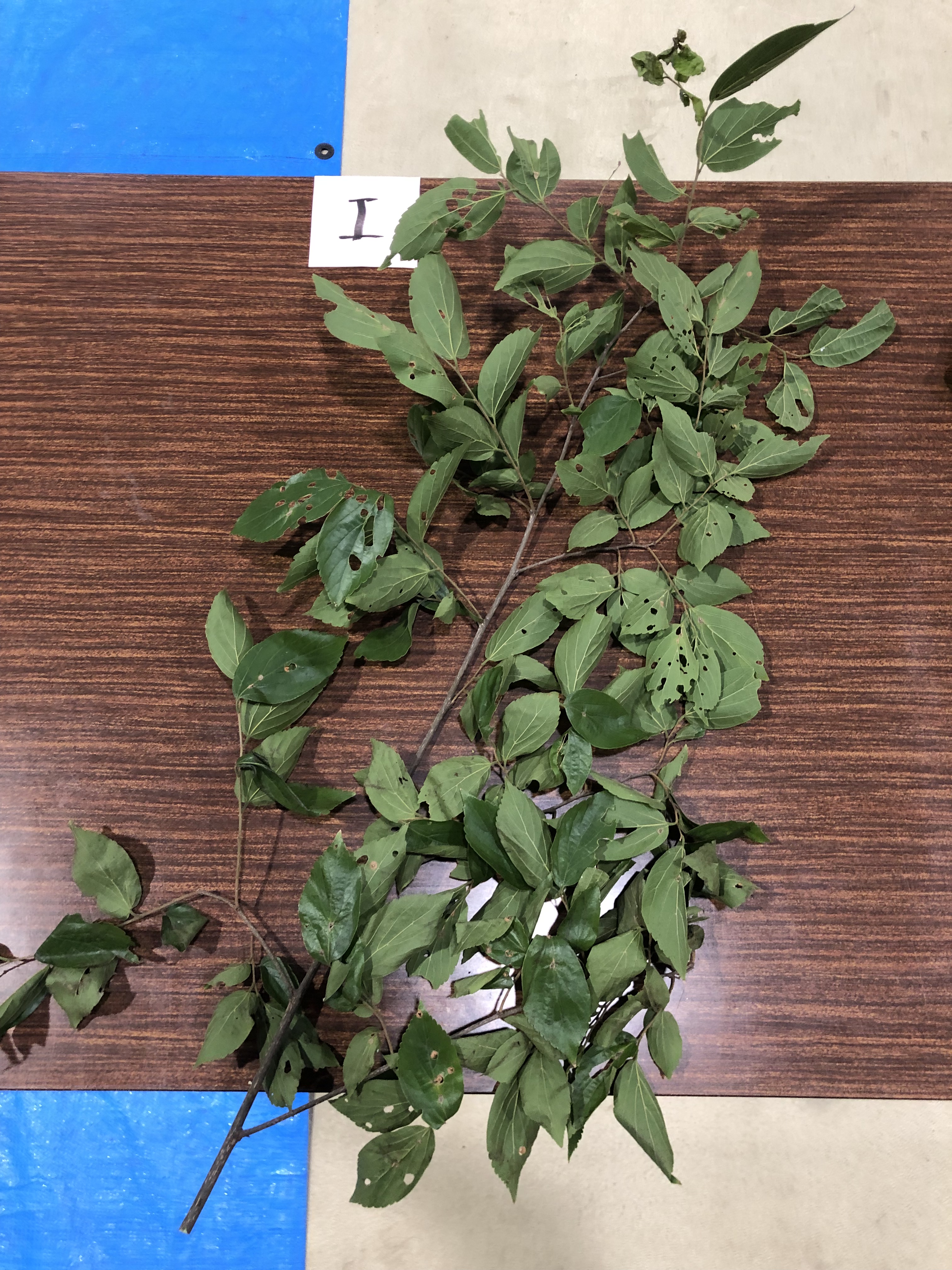 エノキ - Celtis sinensis