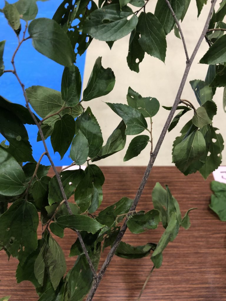 エノキ - Celtis sinensis