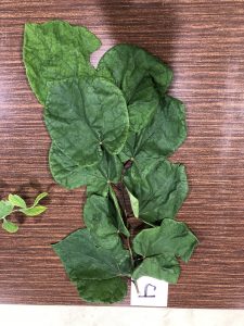 ハナスホウ - ハナズオウ - Cercis chinensis