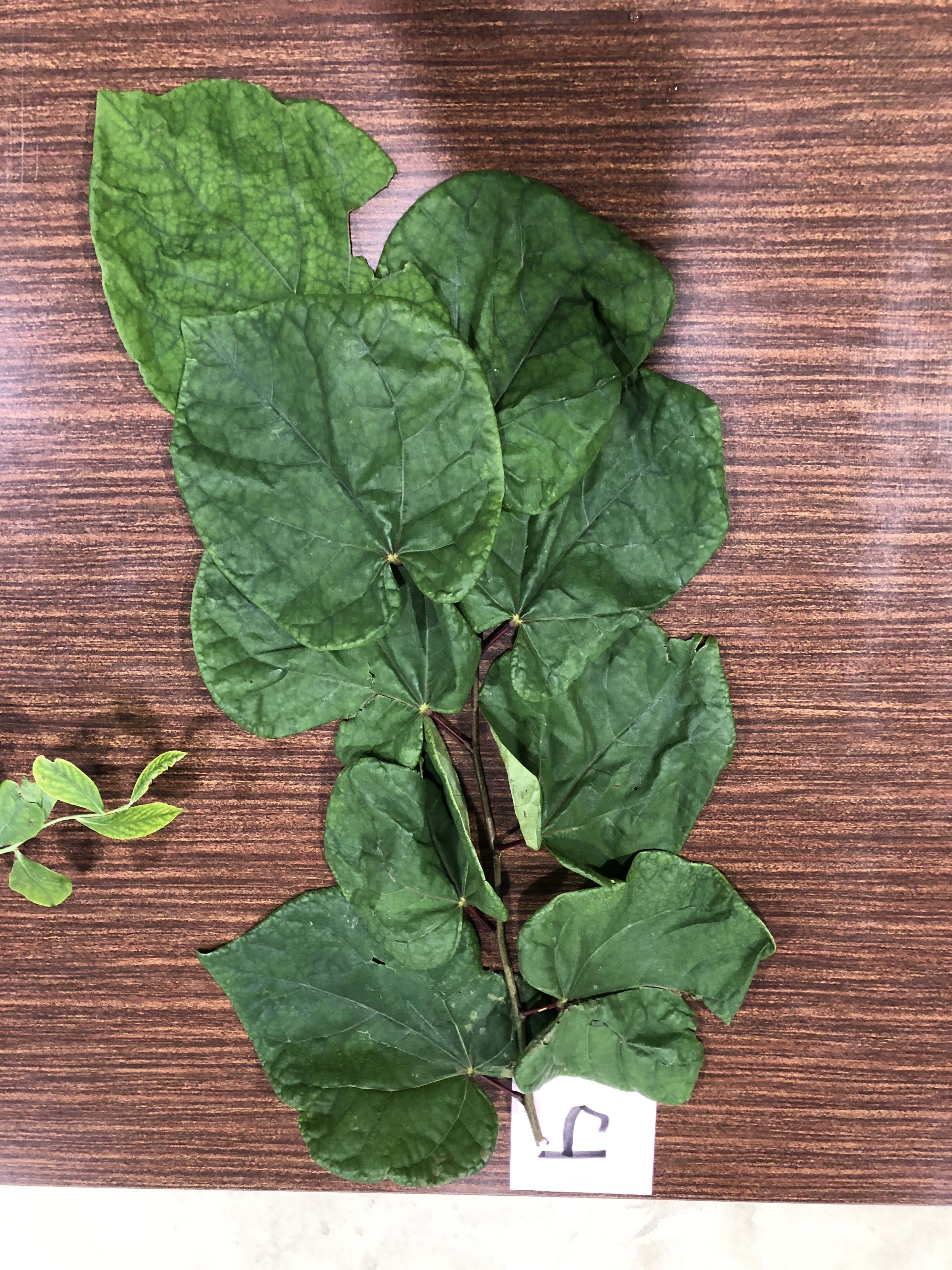 ハナスホウ - ハナズオウ - Cercis chinensis