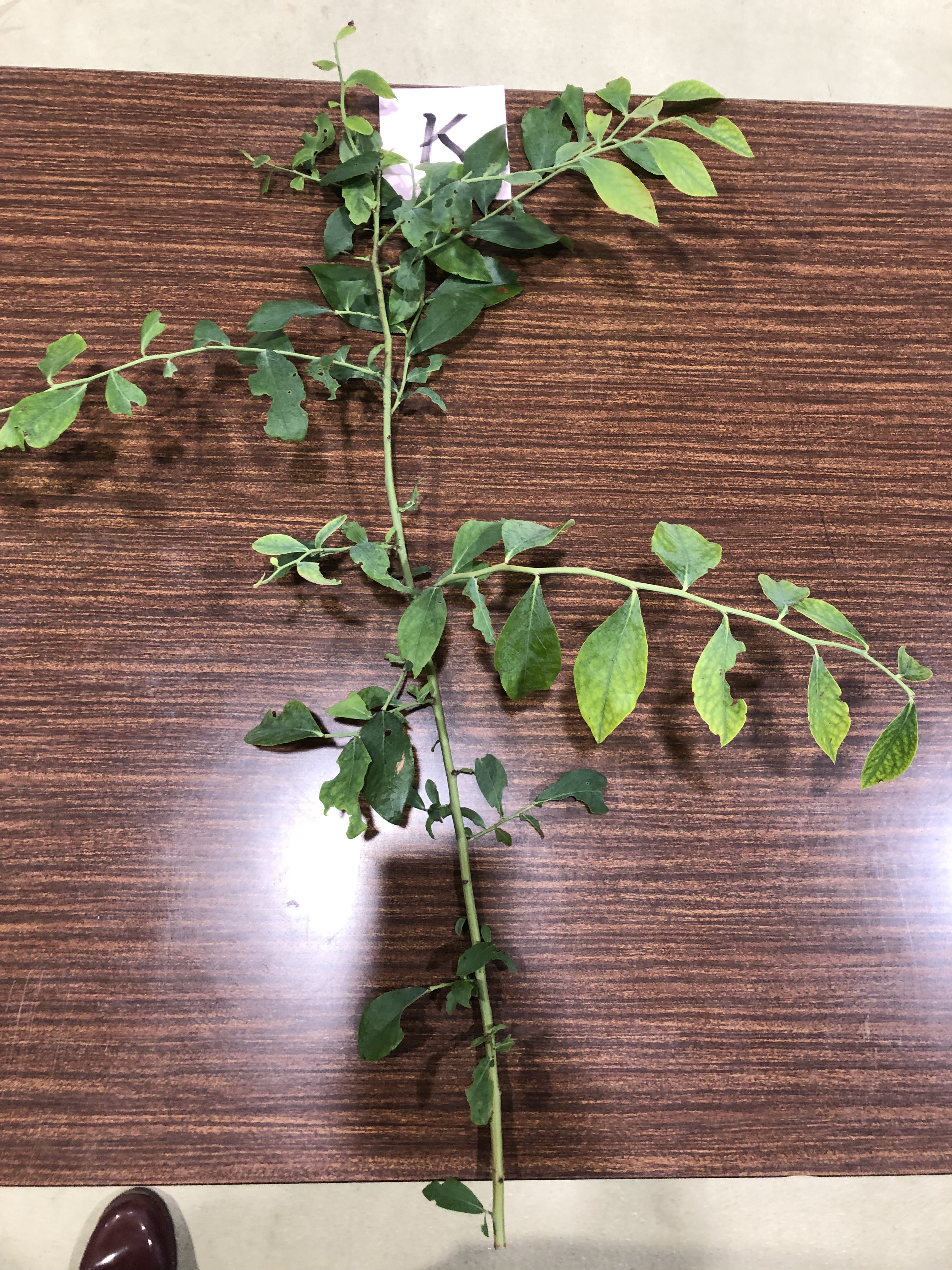 ブルーベリー - Vaccinium