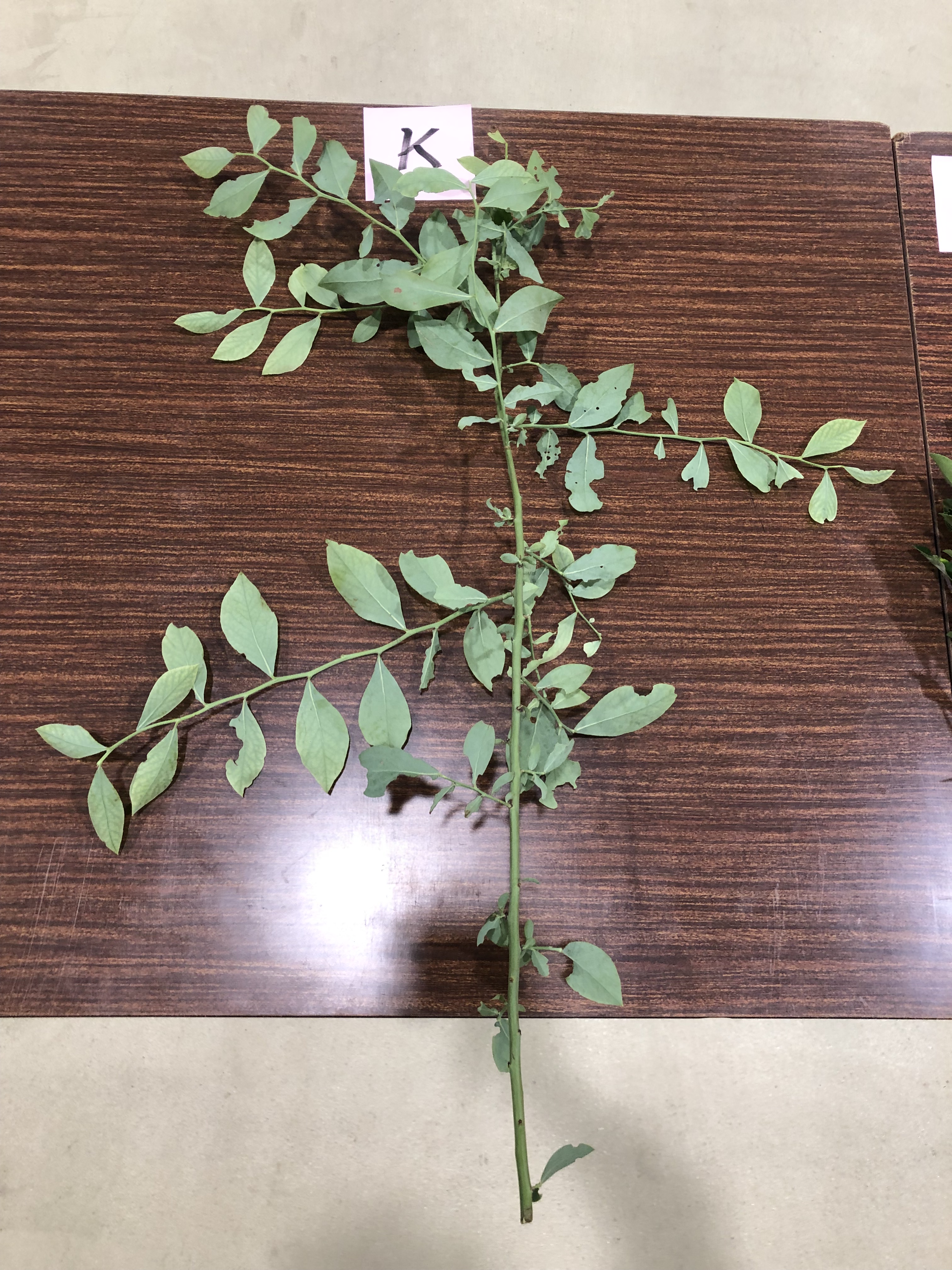 ブルーベリー - Vaccinium