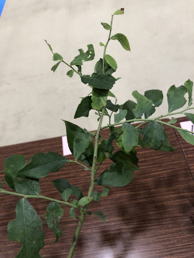 ブルーベリー - Vaccinium