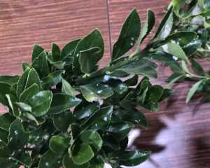 マサキ - Euonymus japonicus