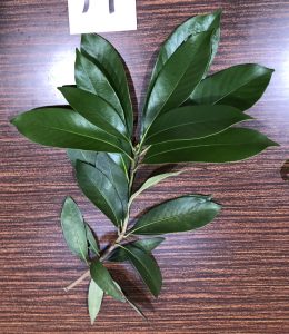 マテバシイ - Lithocarpus edulis