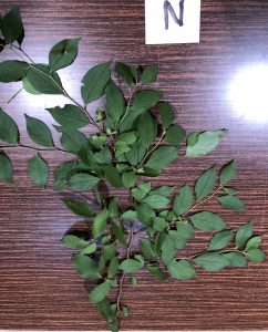 マテバシイ - Stewartia monadelpha