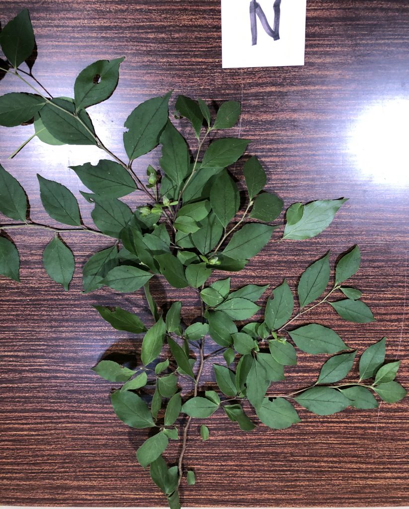 マテバシイ - Stewartia monadelpha