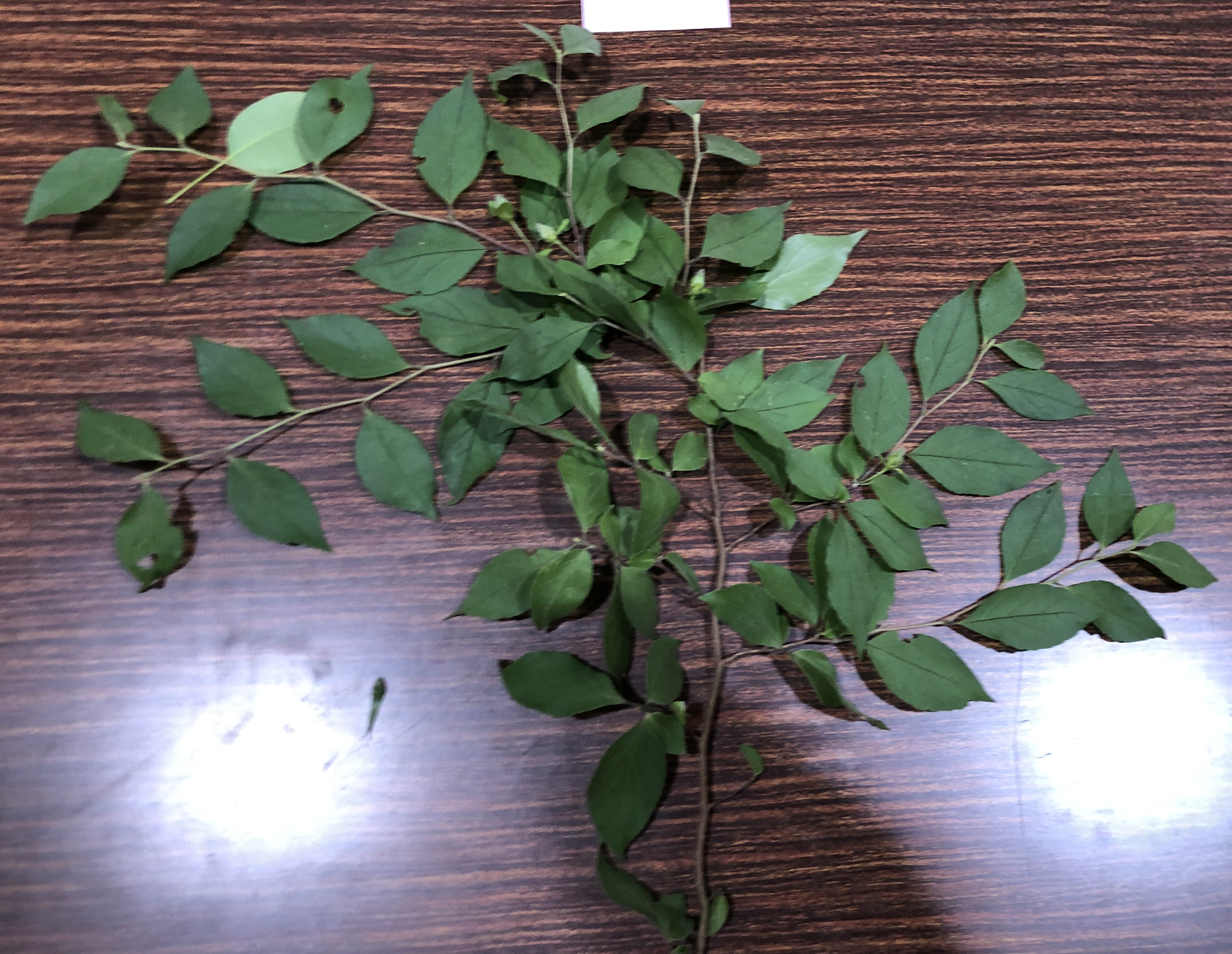 マテバシイ - Stewartia monadelpha