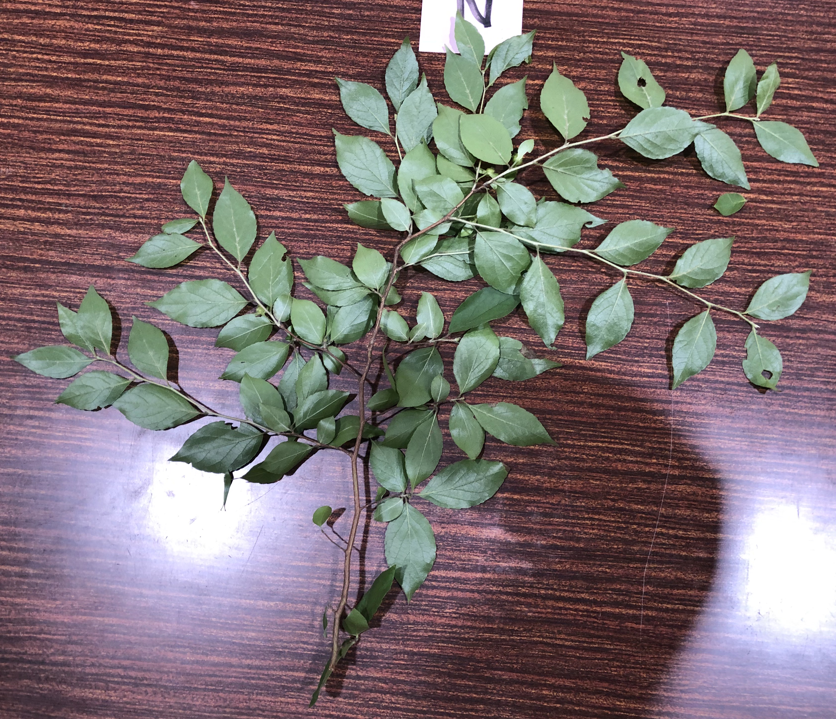 マテバシイ - Stewartia monadelpha