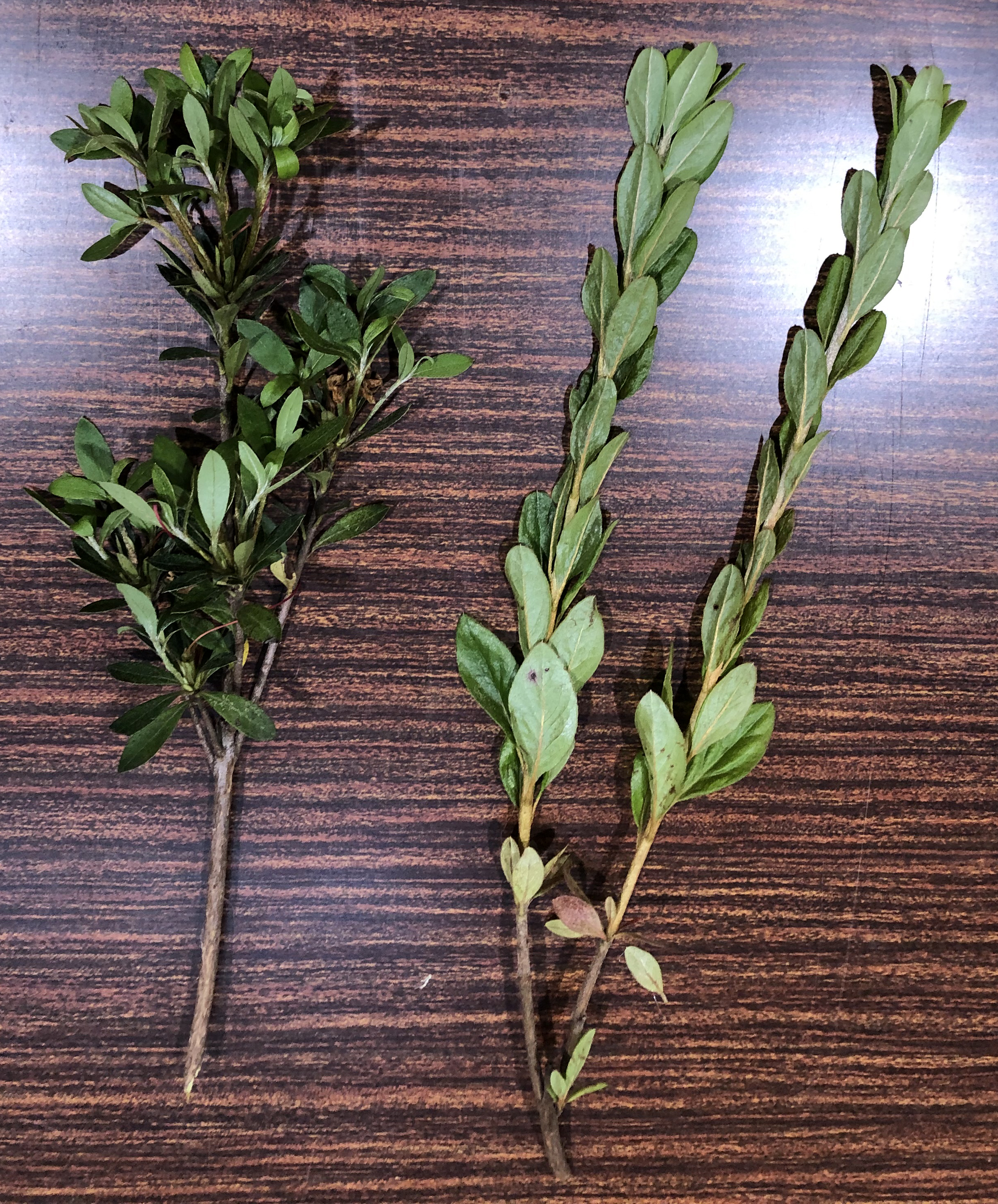 サツキツツジ - Rhododendron indicum