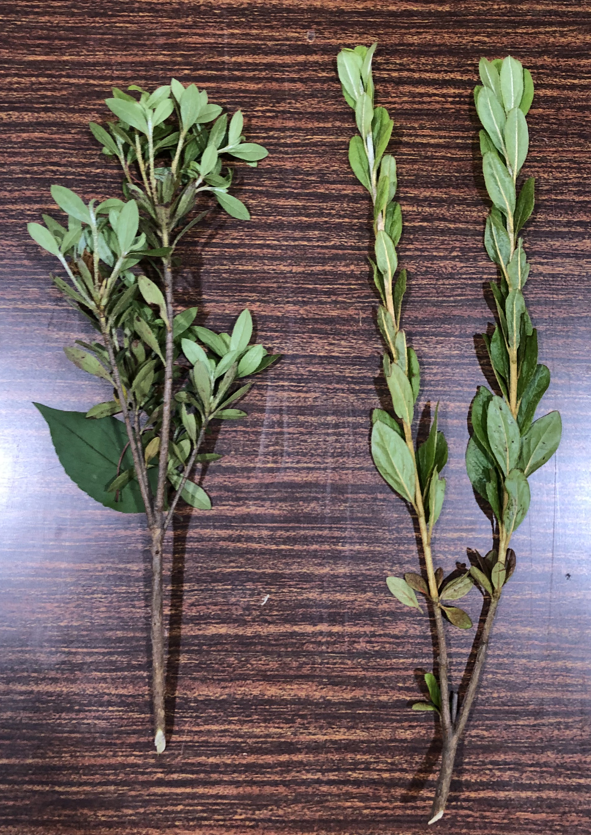 サツキツツジ - Rhododendron indicum