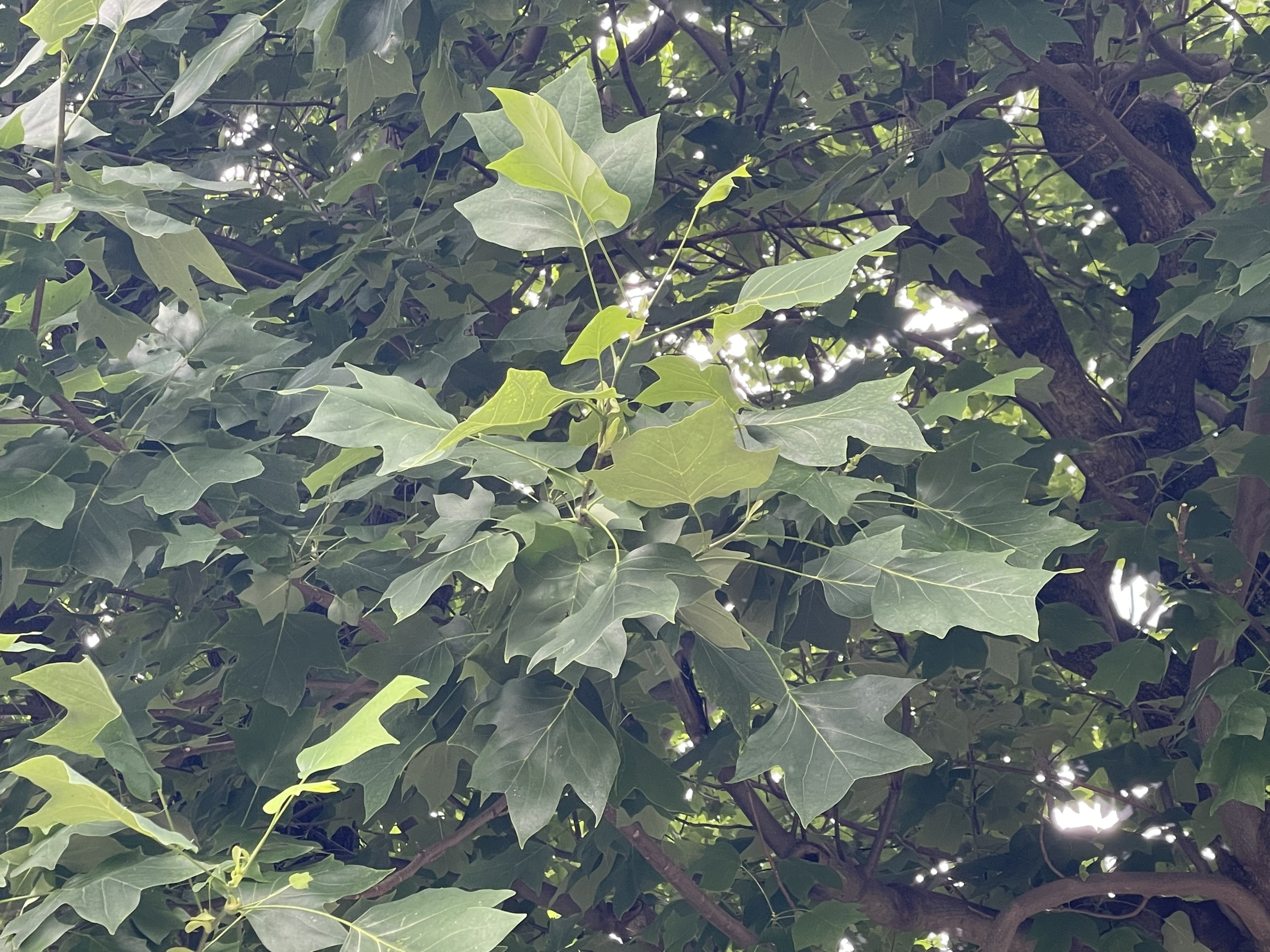 ユリノキ Liriodendron tulipifera 技能検定 112