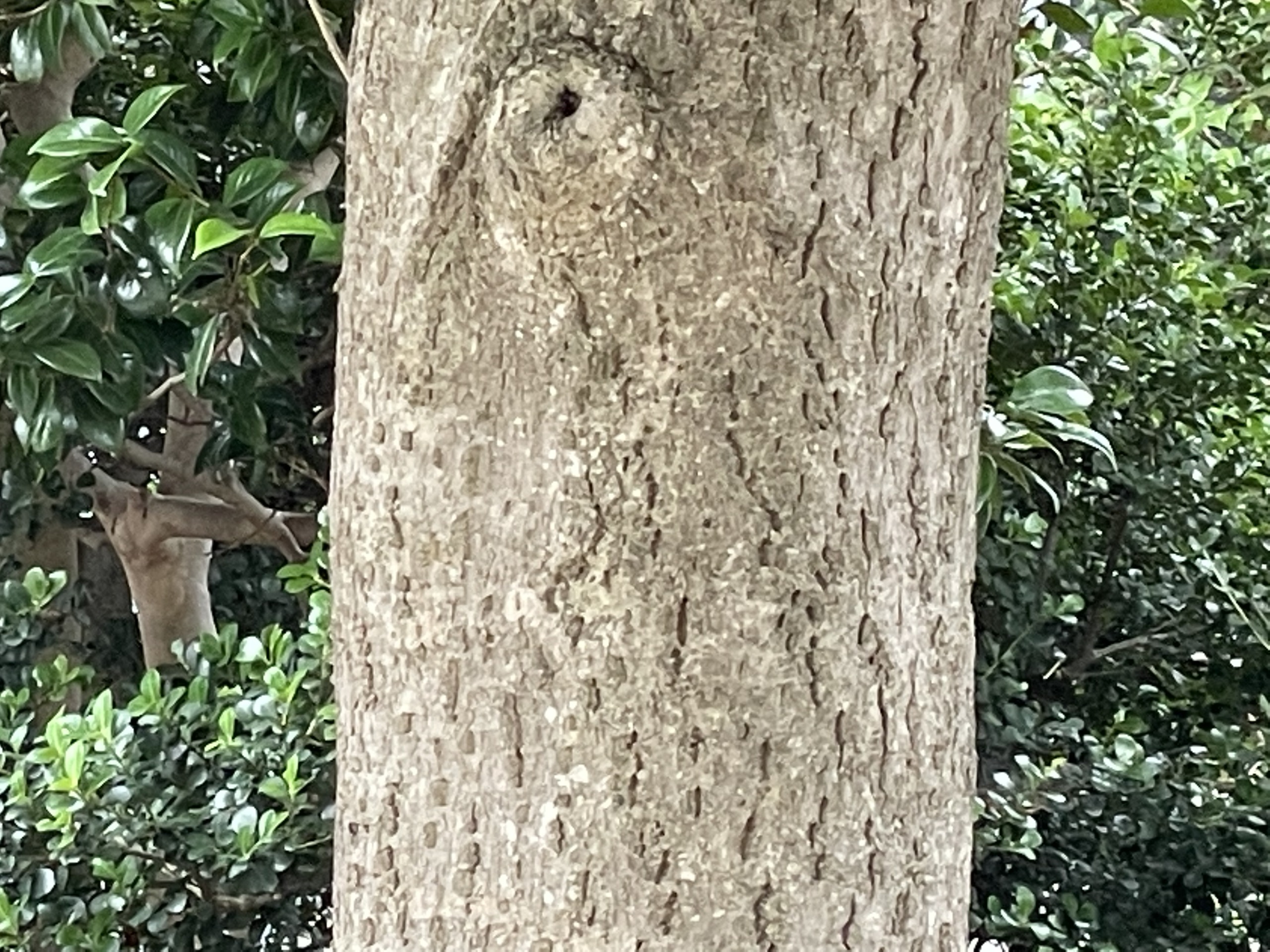 キンモクセイ - Osmanthus fragrans var. aurantiacus