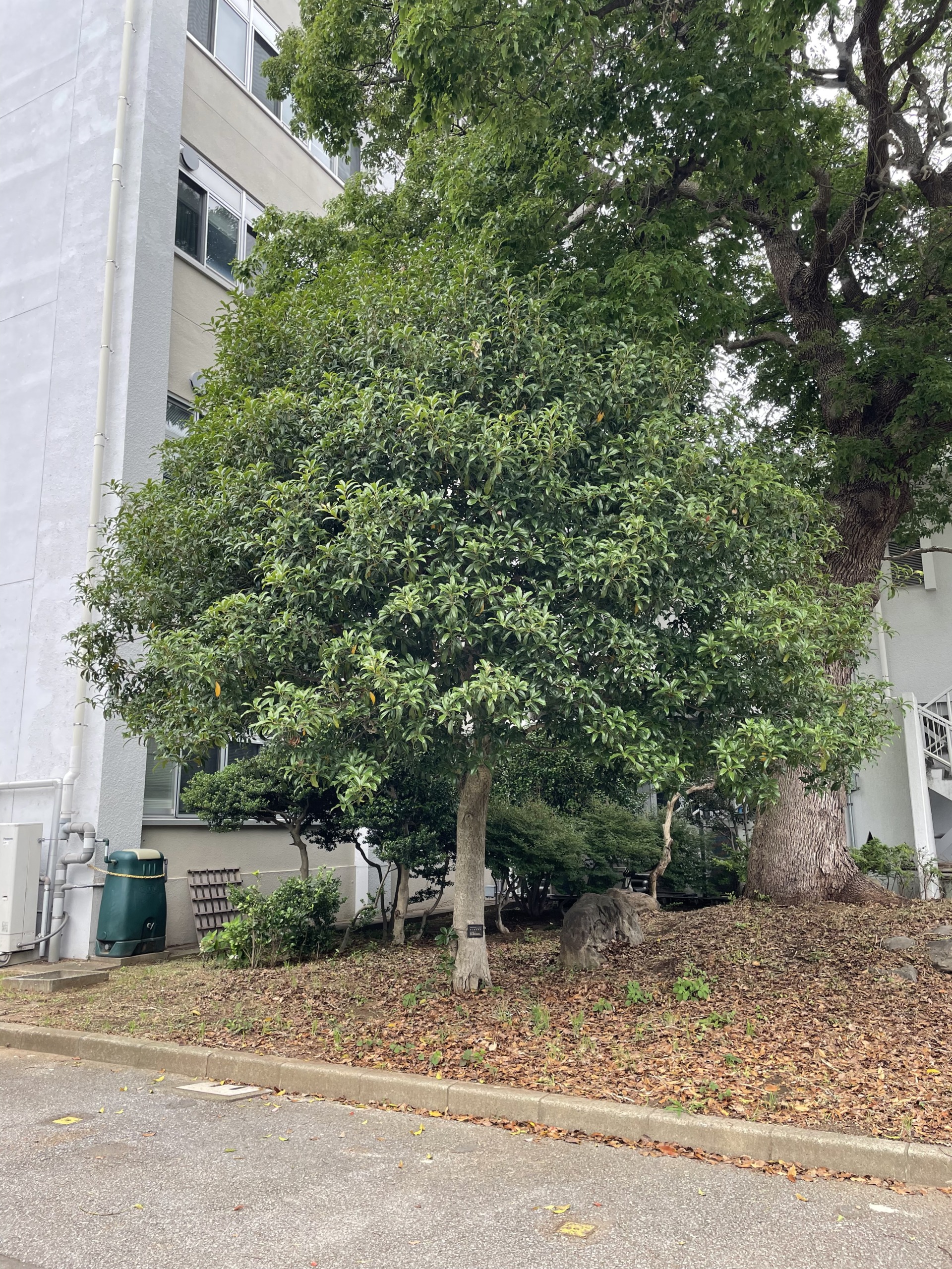 キンモクセイ - Osmanthus fragrans var. aurantiacus