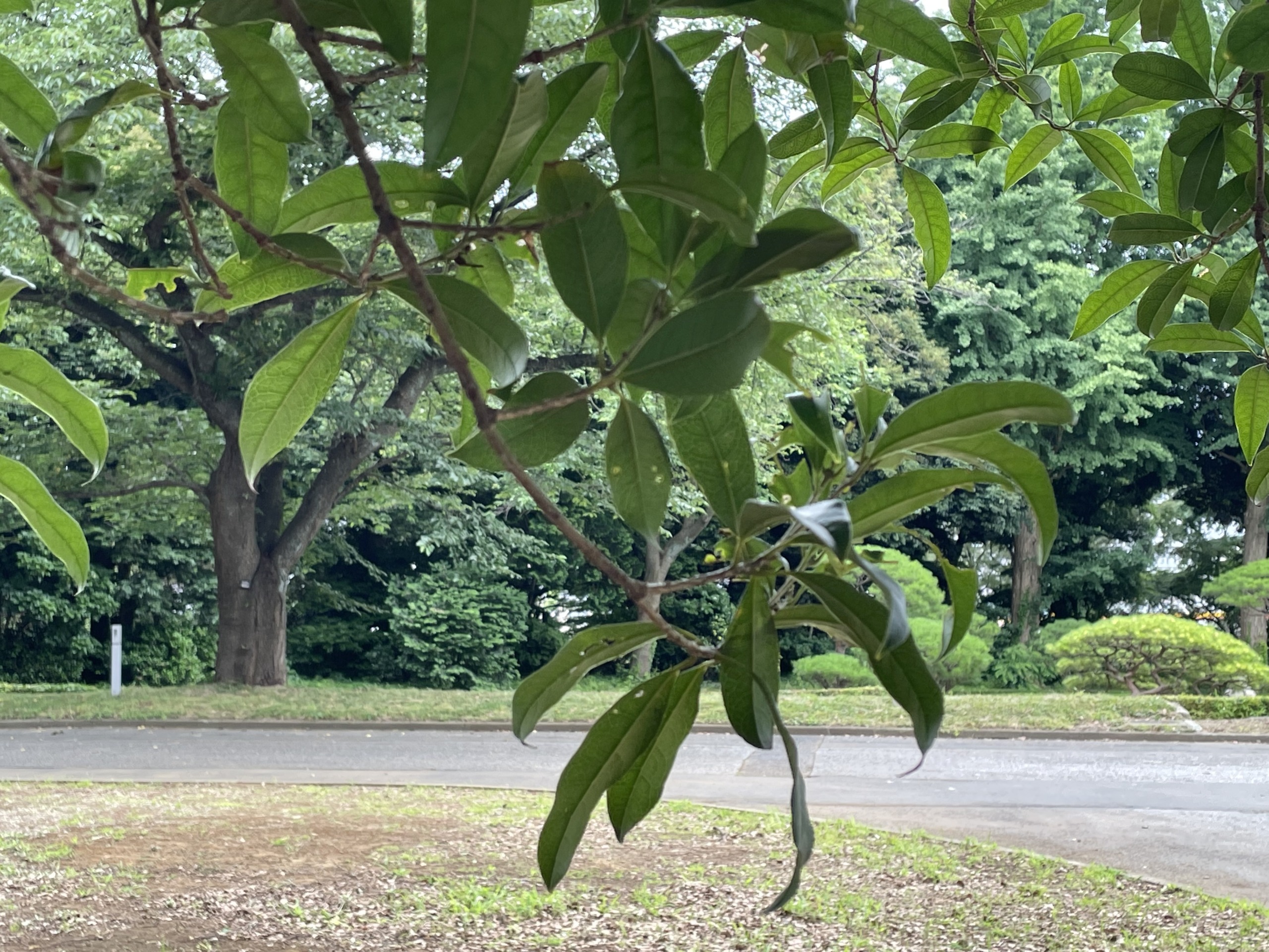 キンモクセイ - Osmanthus fragrans var. aurantiacus
