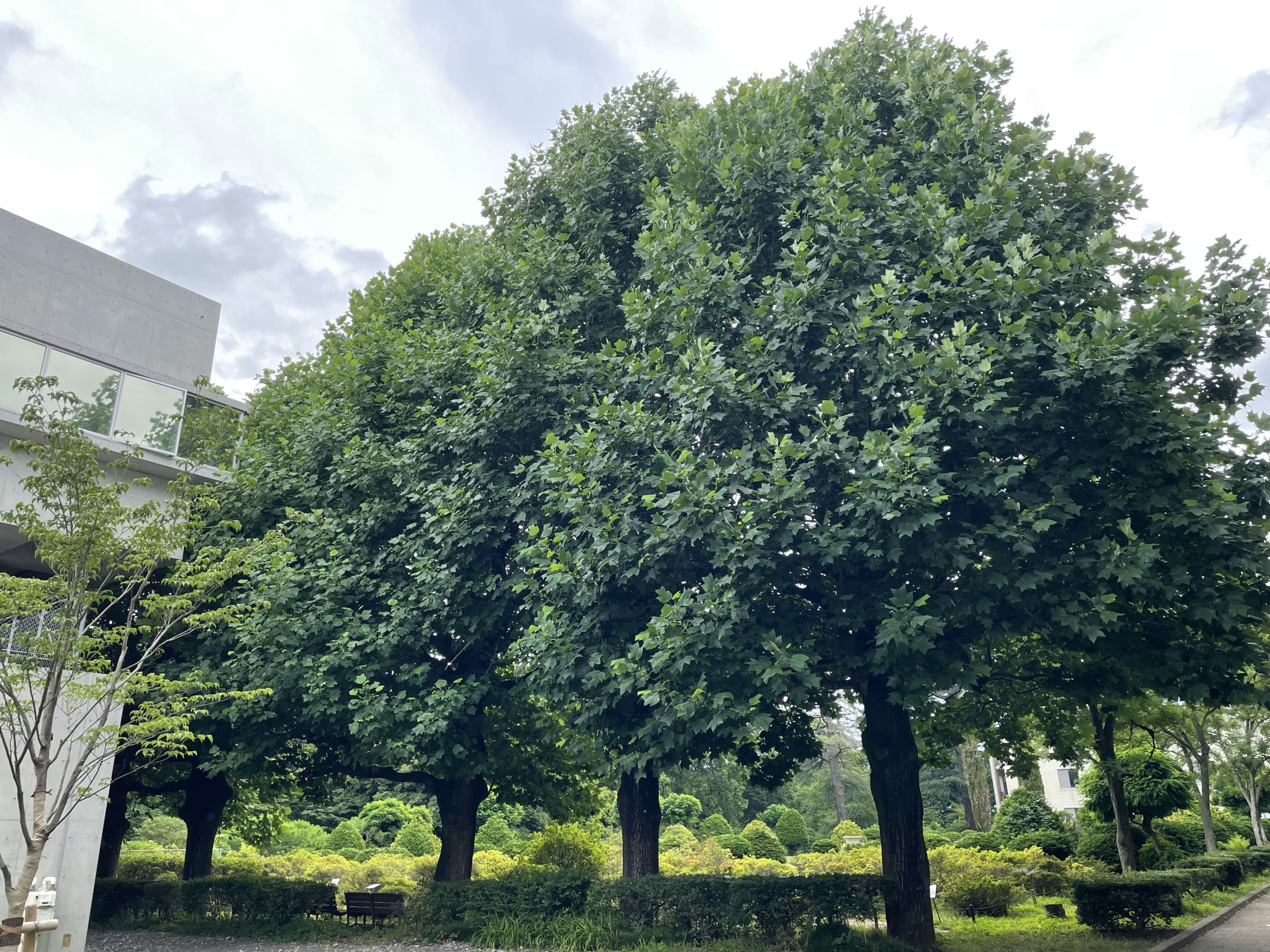 ユリノキ Liriodendron tulipifera 技能検定 112