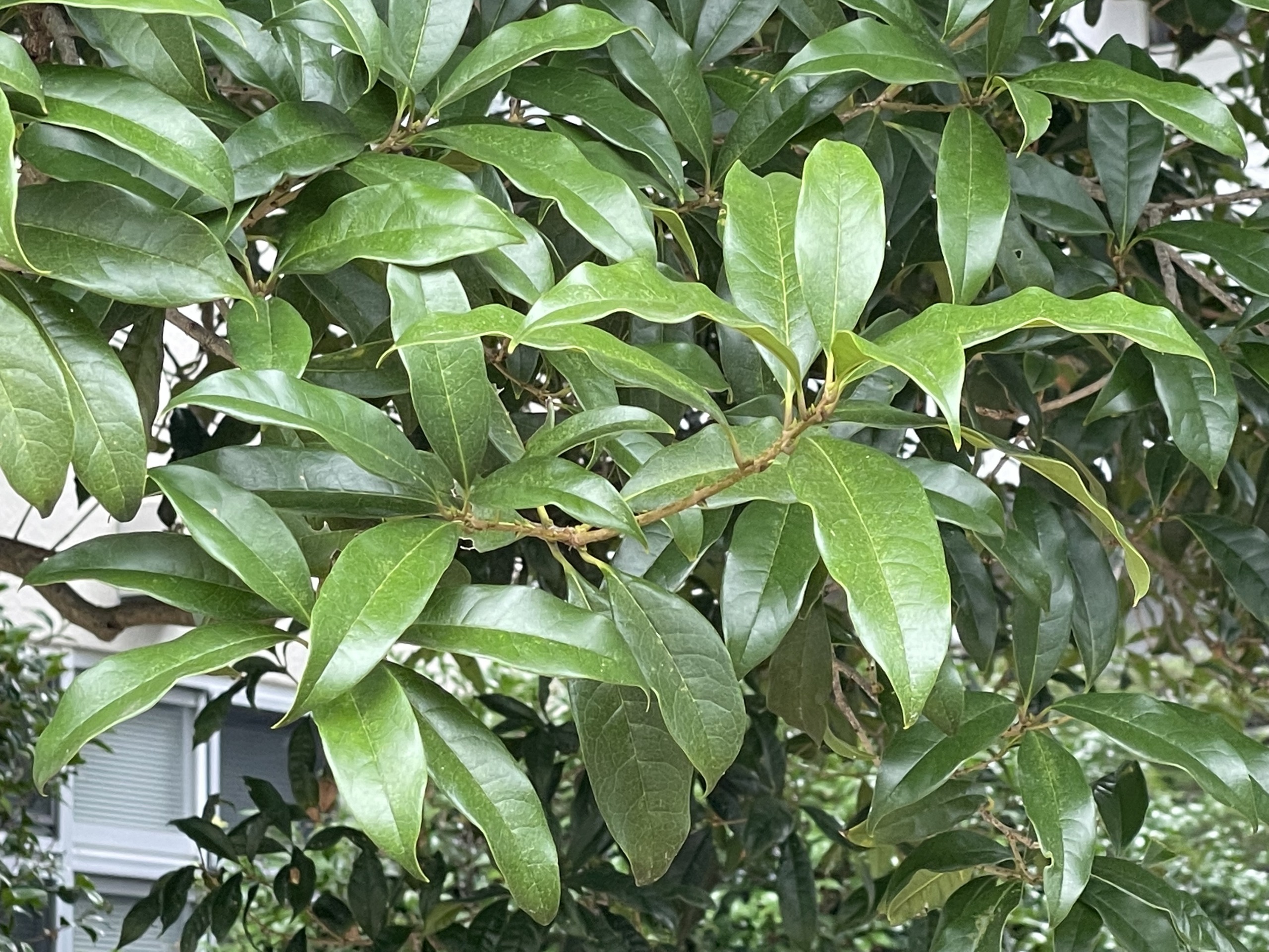 キンモクセイ - Osmanthus fragrans var. aurantiacus